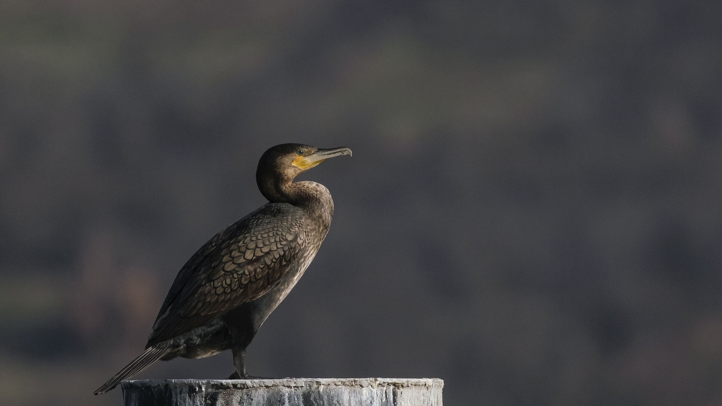 Phalacrocorax carbo