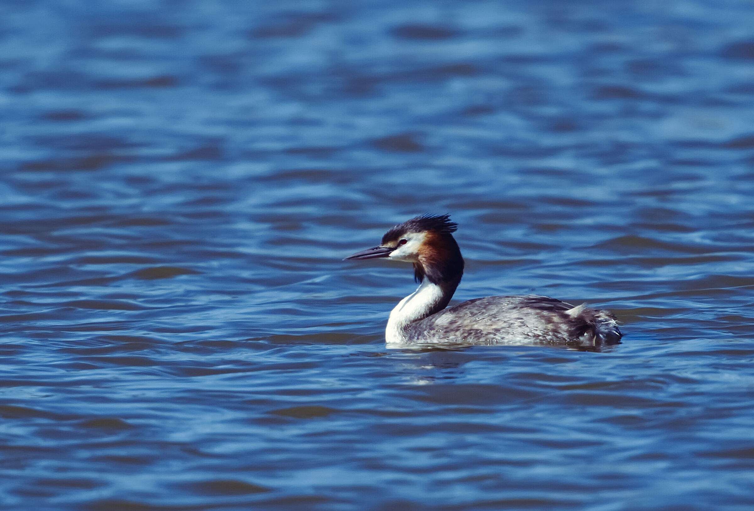 great crested grebe