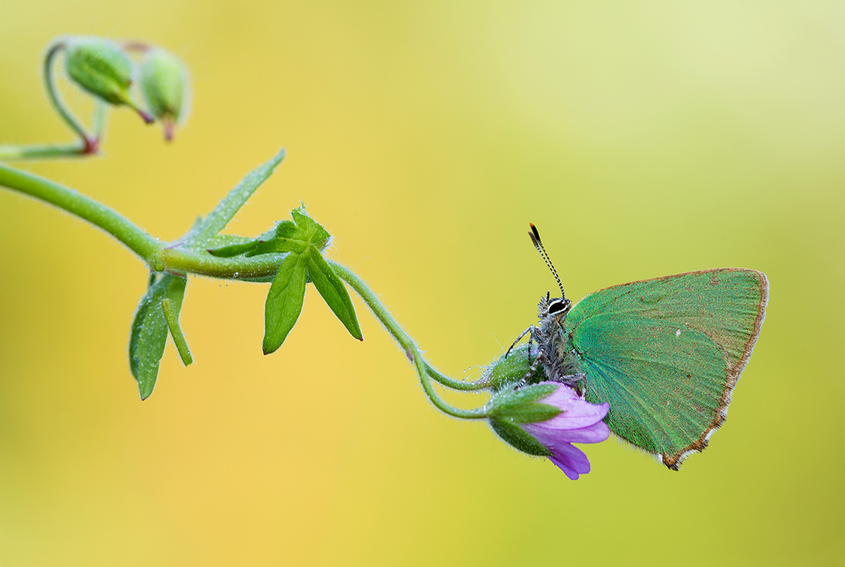 L'ago della bilancia