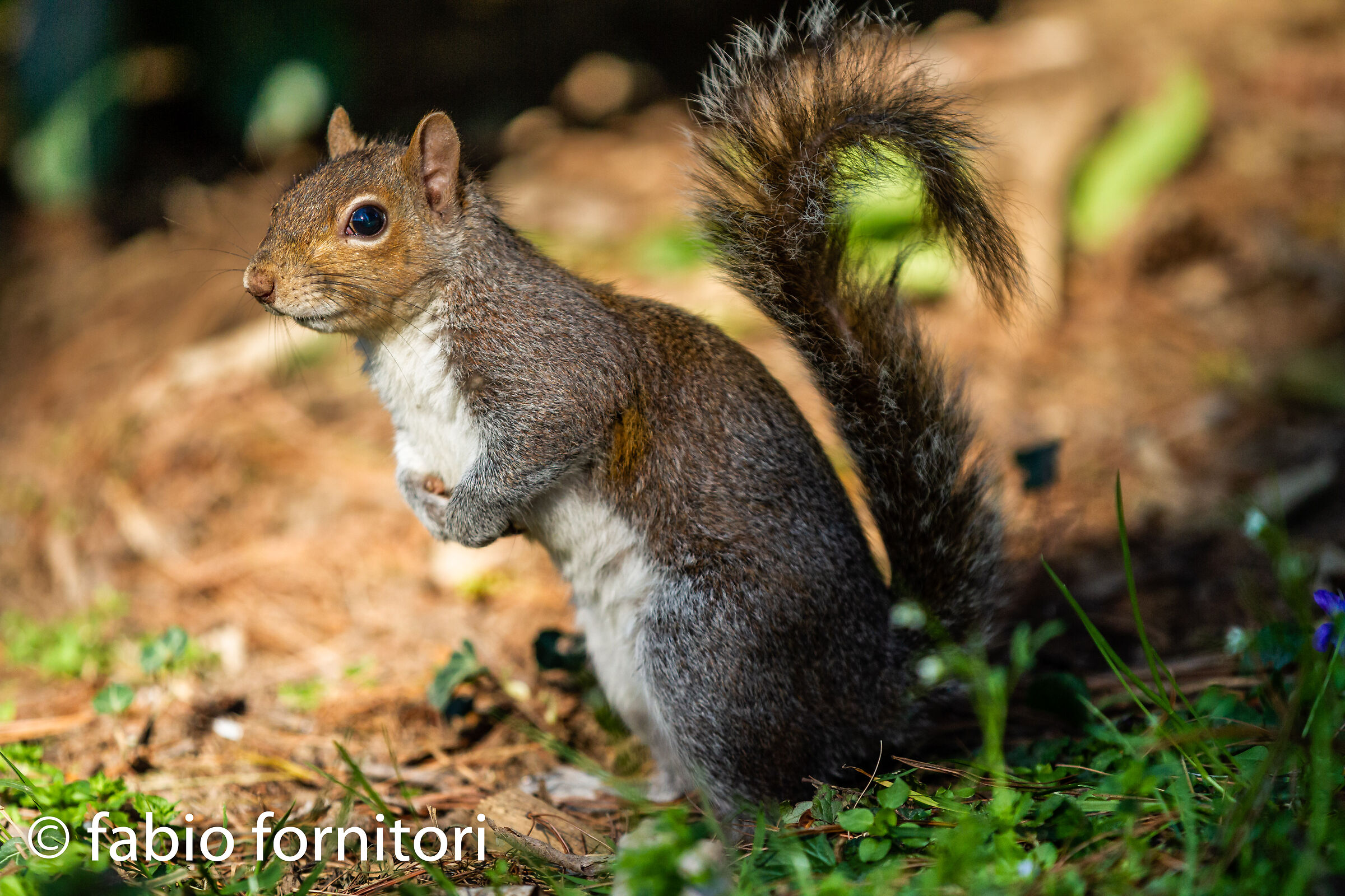 Scoiattolo semi-urbano 3  2023