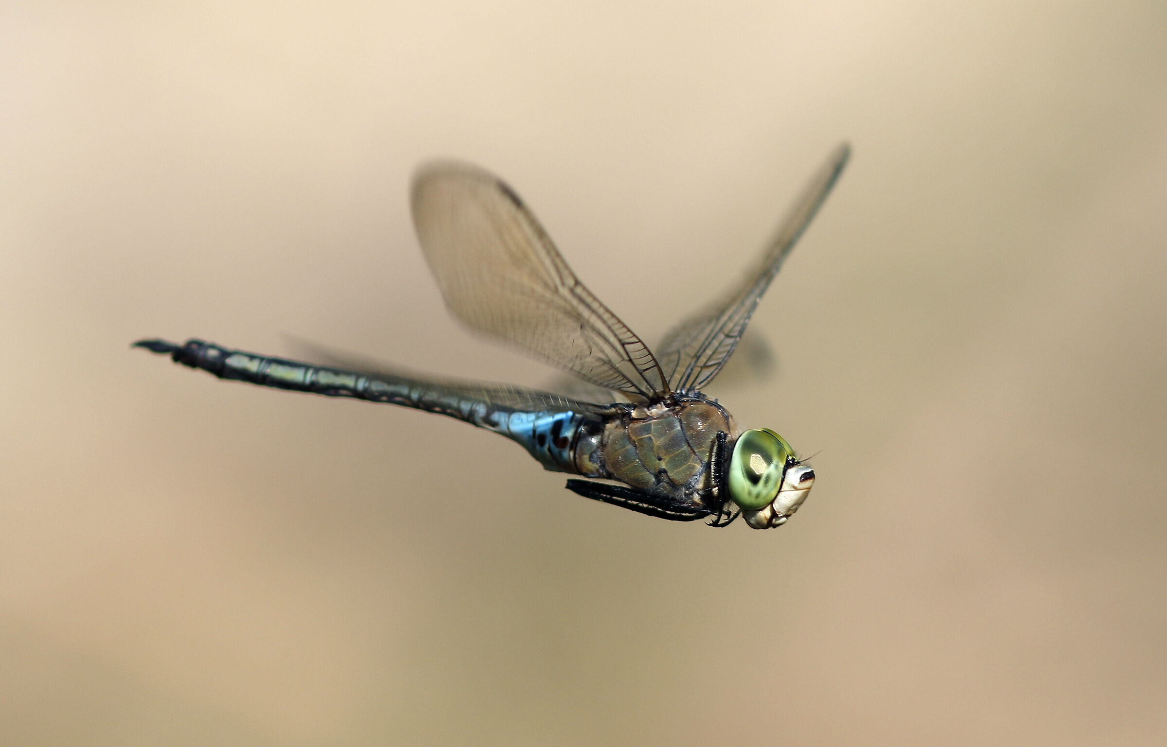 Libellula imperatore minore in volo.