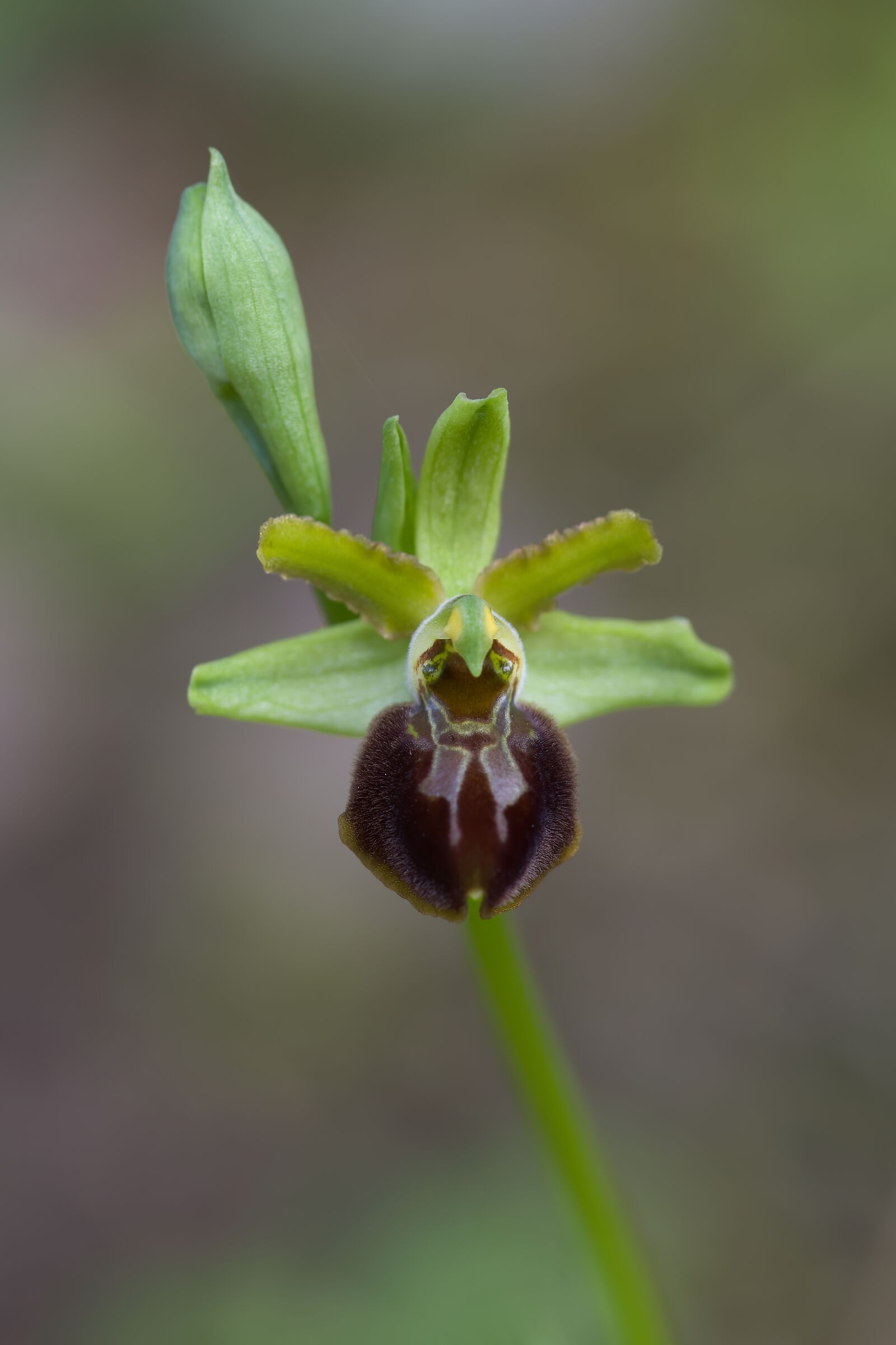 Ophrys sphegodes subsp. classic