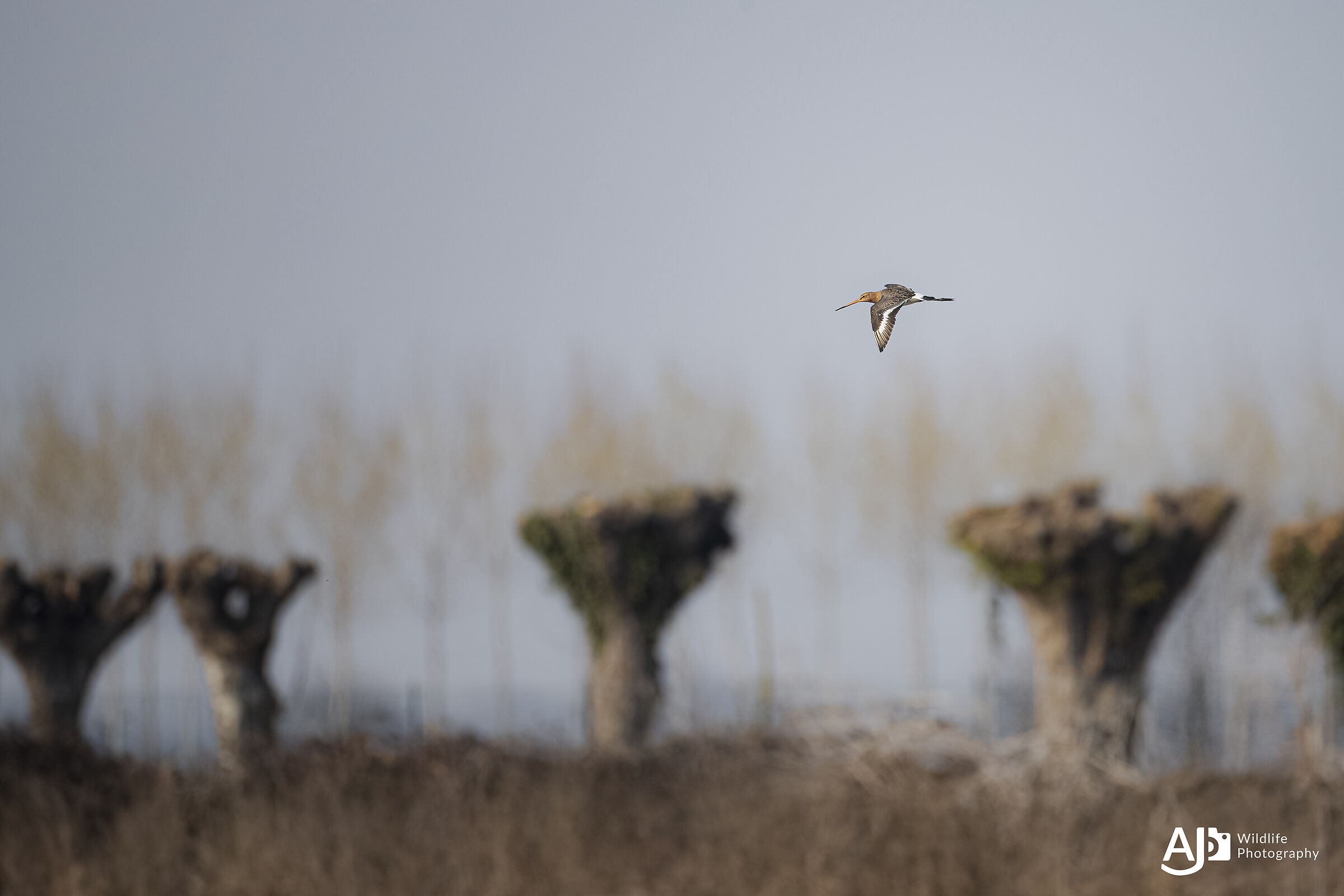 Pittima Reale in flight