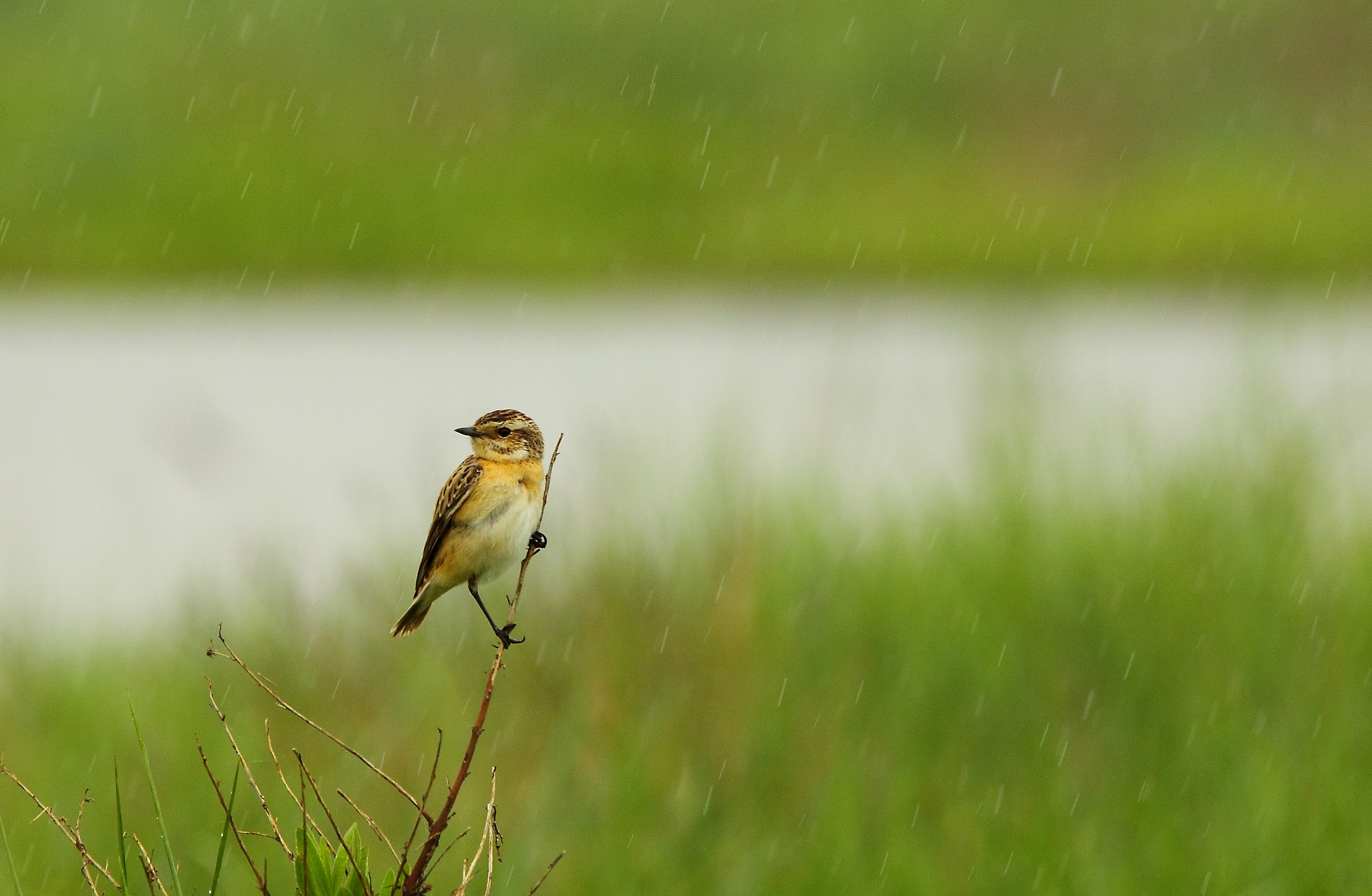 Stiaccino sotto la pioggia...