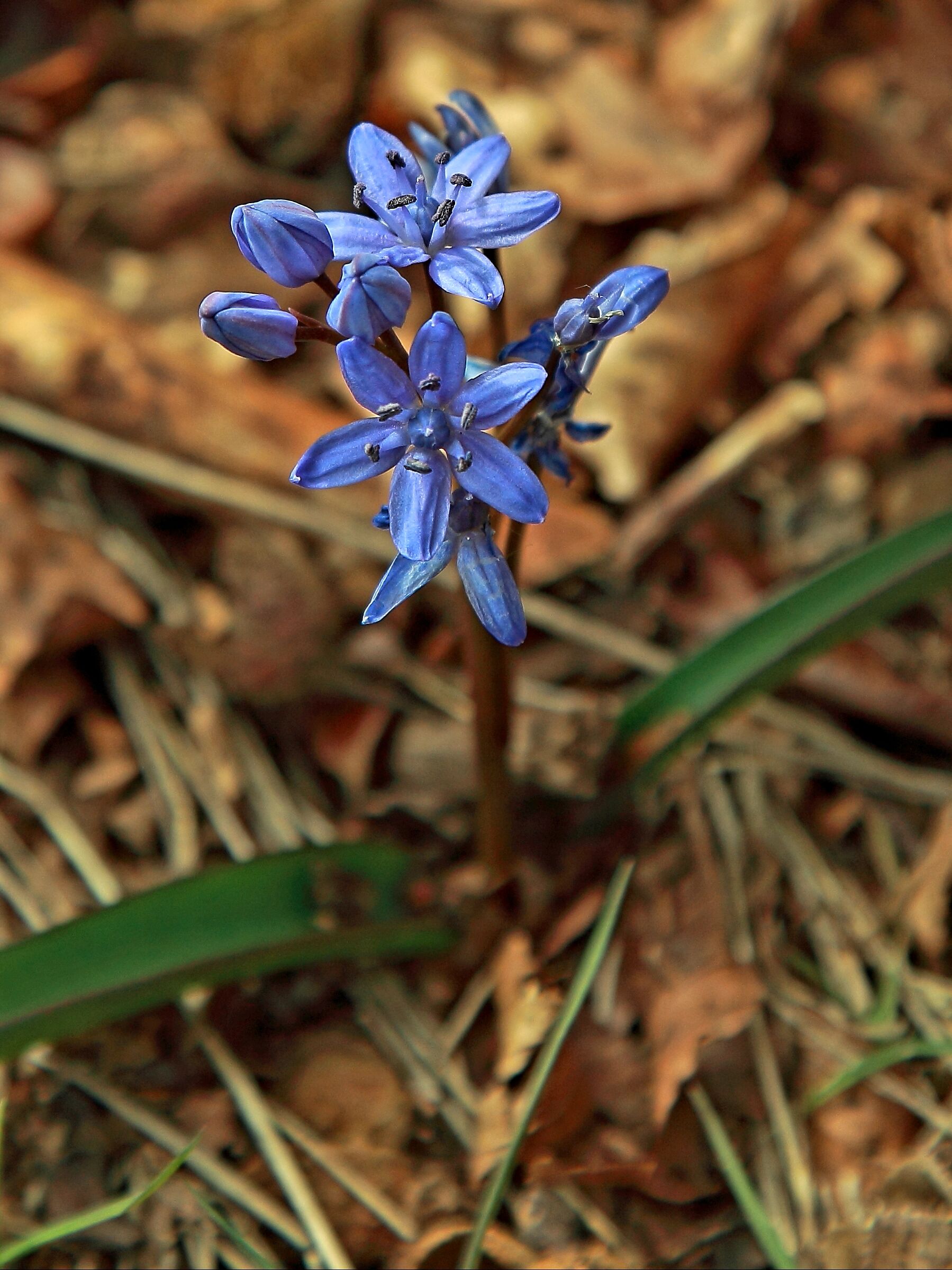 Anticipo di primavera