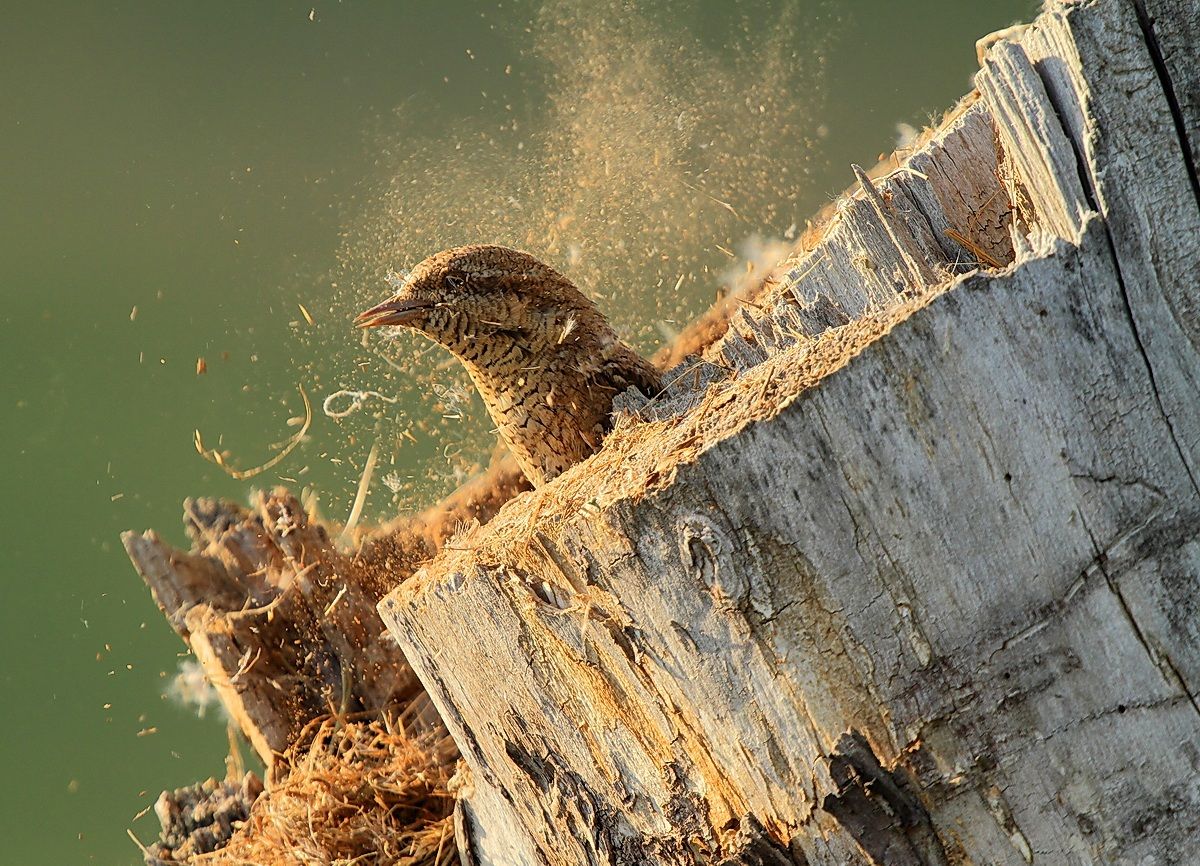 torcicollo-pulizie di primavera