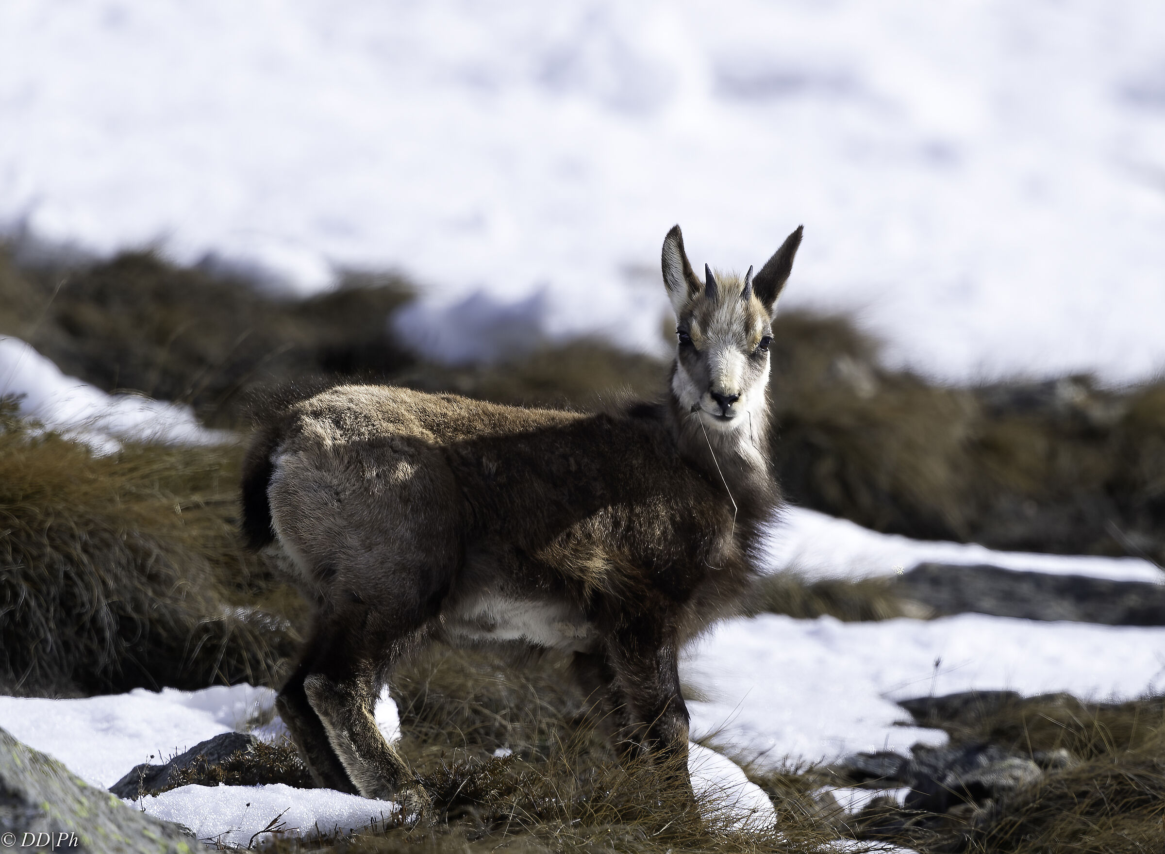 Chamois
