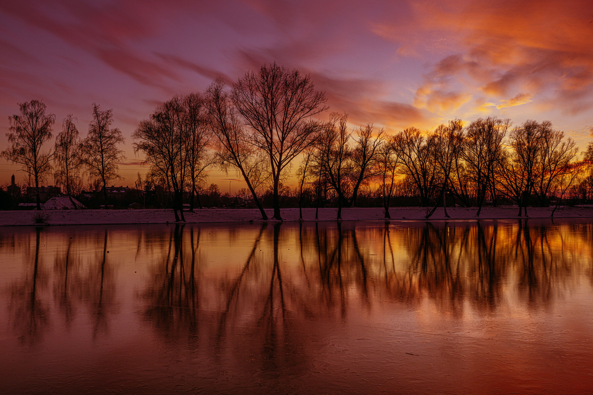 Trees reflecting in a frozen pond