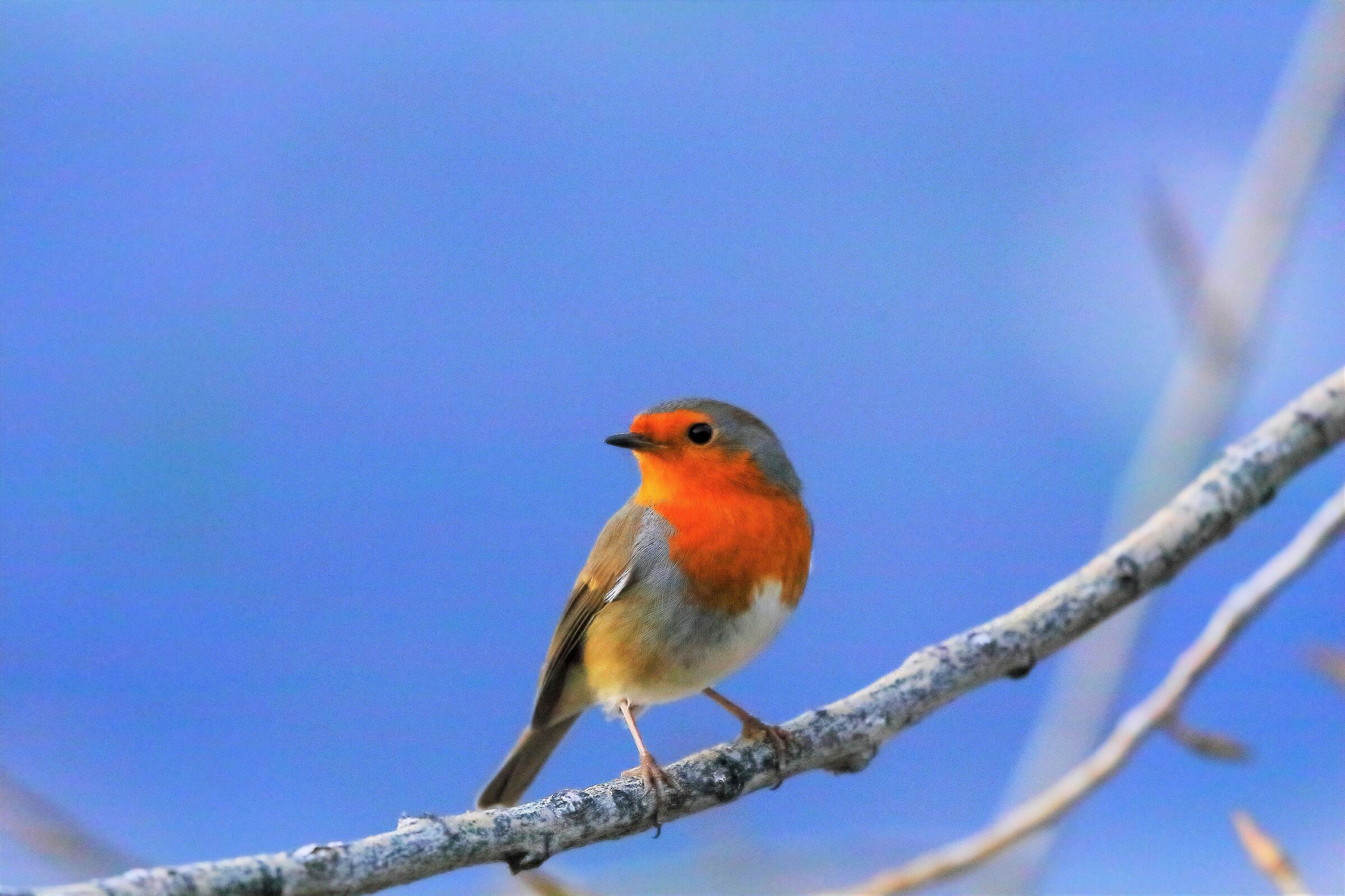 Pettirosso 11-01-2023