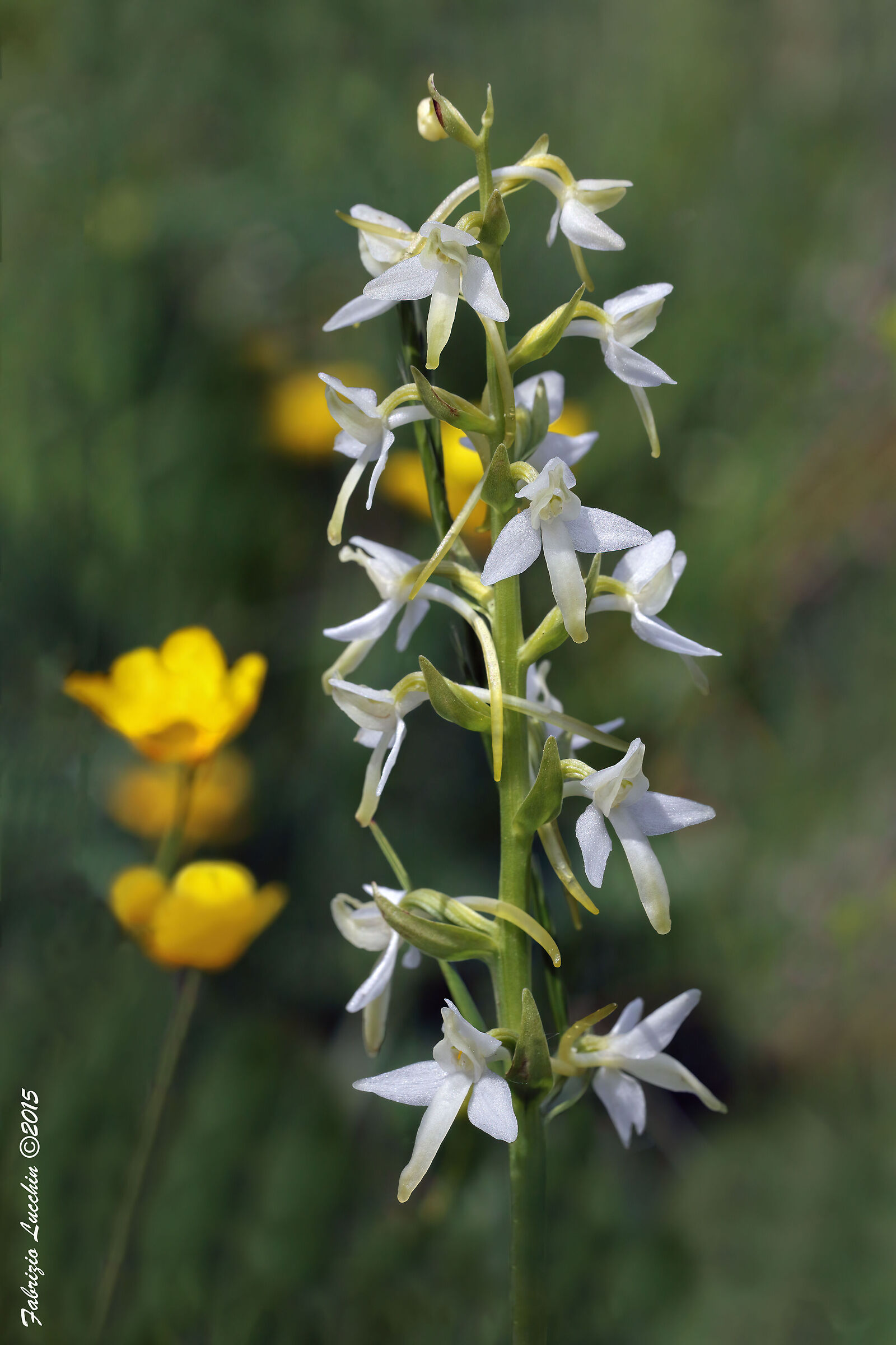 Platanthera bifolia