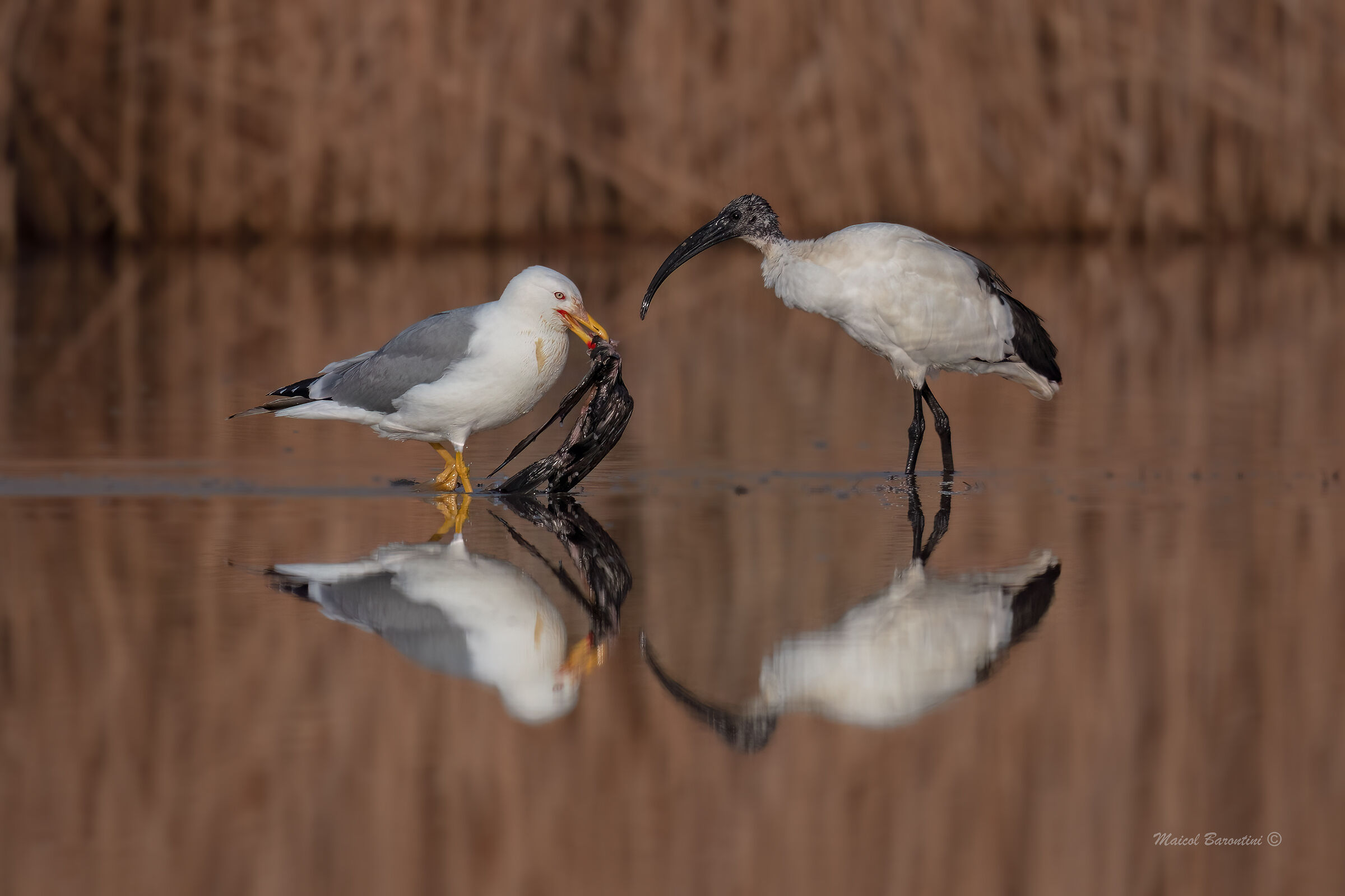 Chi prima arriva meglio alloggia