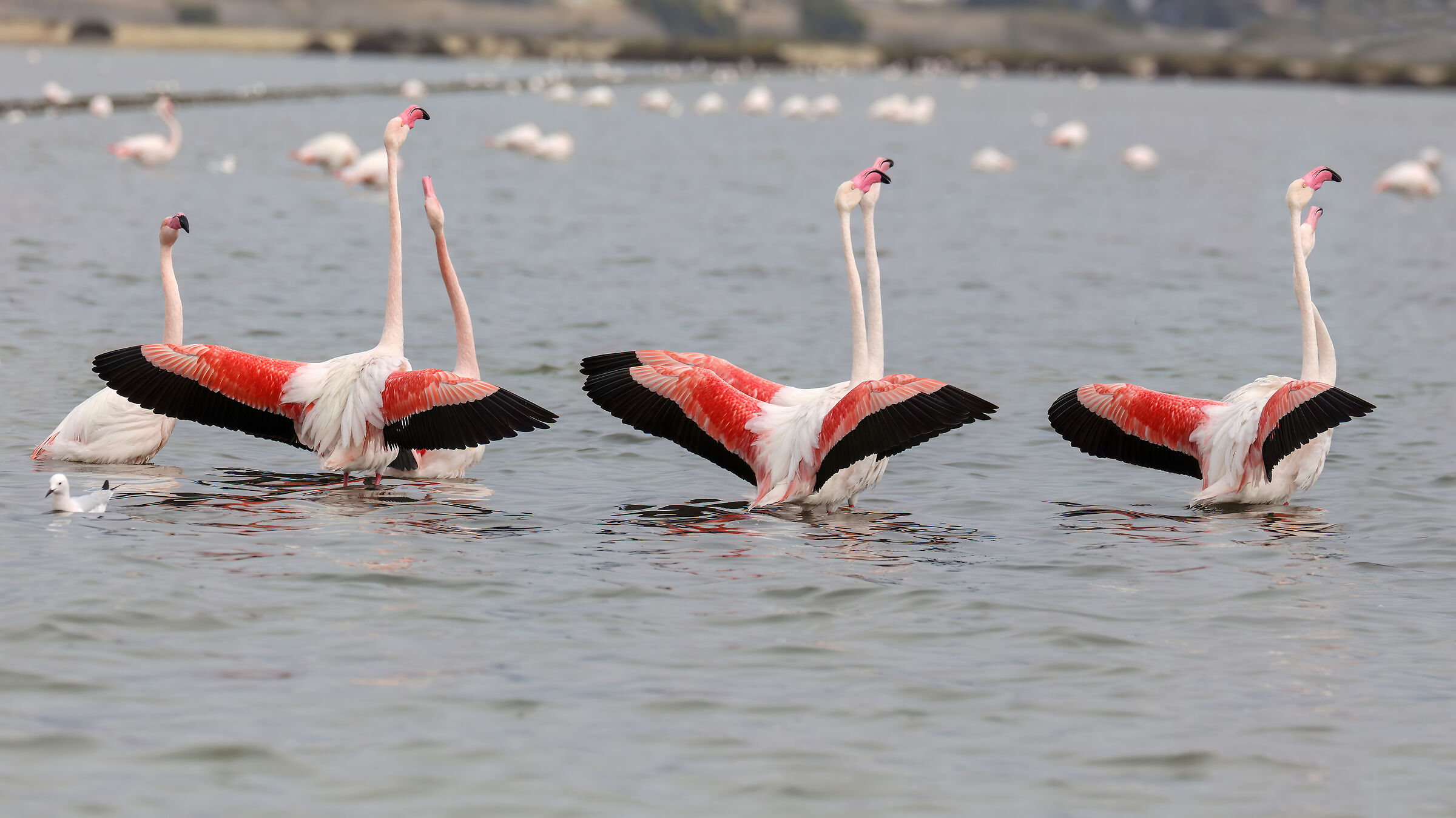 Wedding parades Pink flamingos