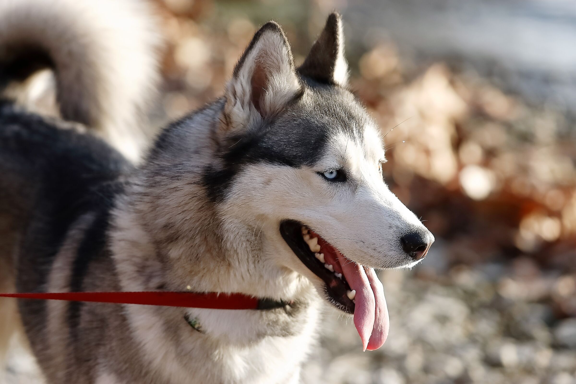 Husky 14 gennaio 2023