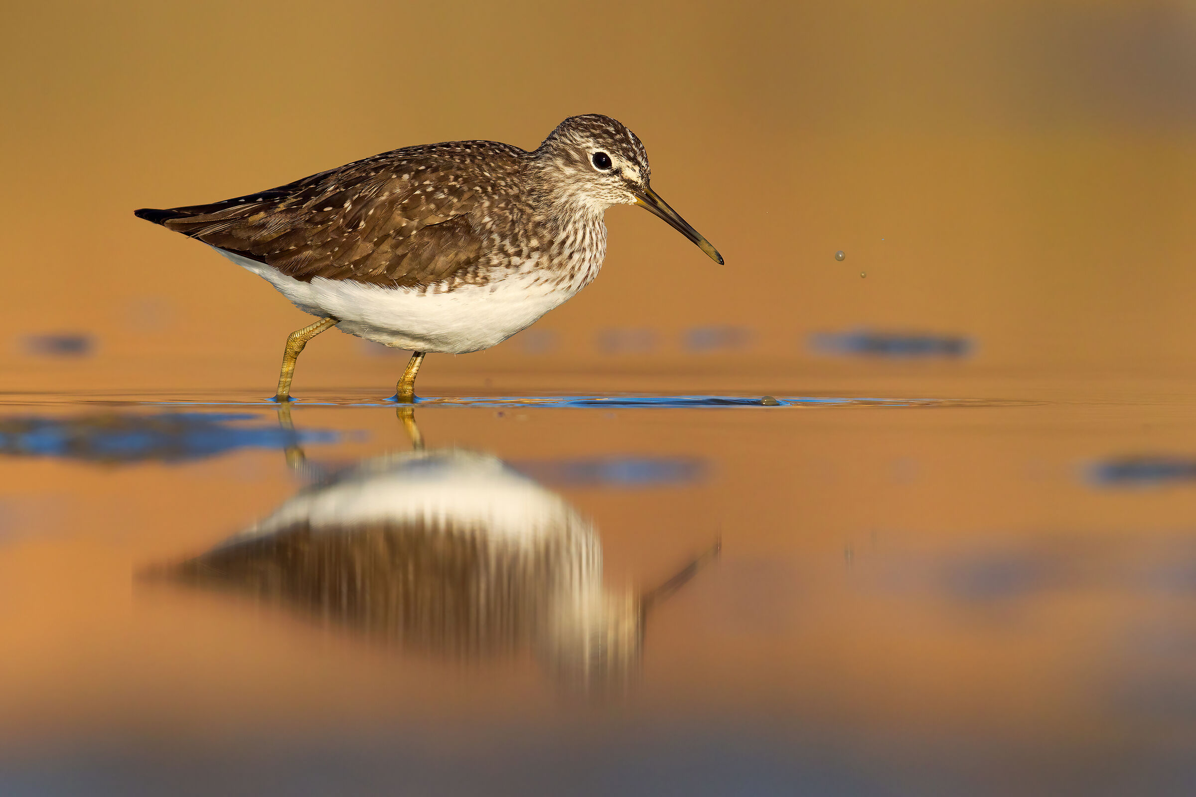 Sandpiper Culbianco