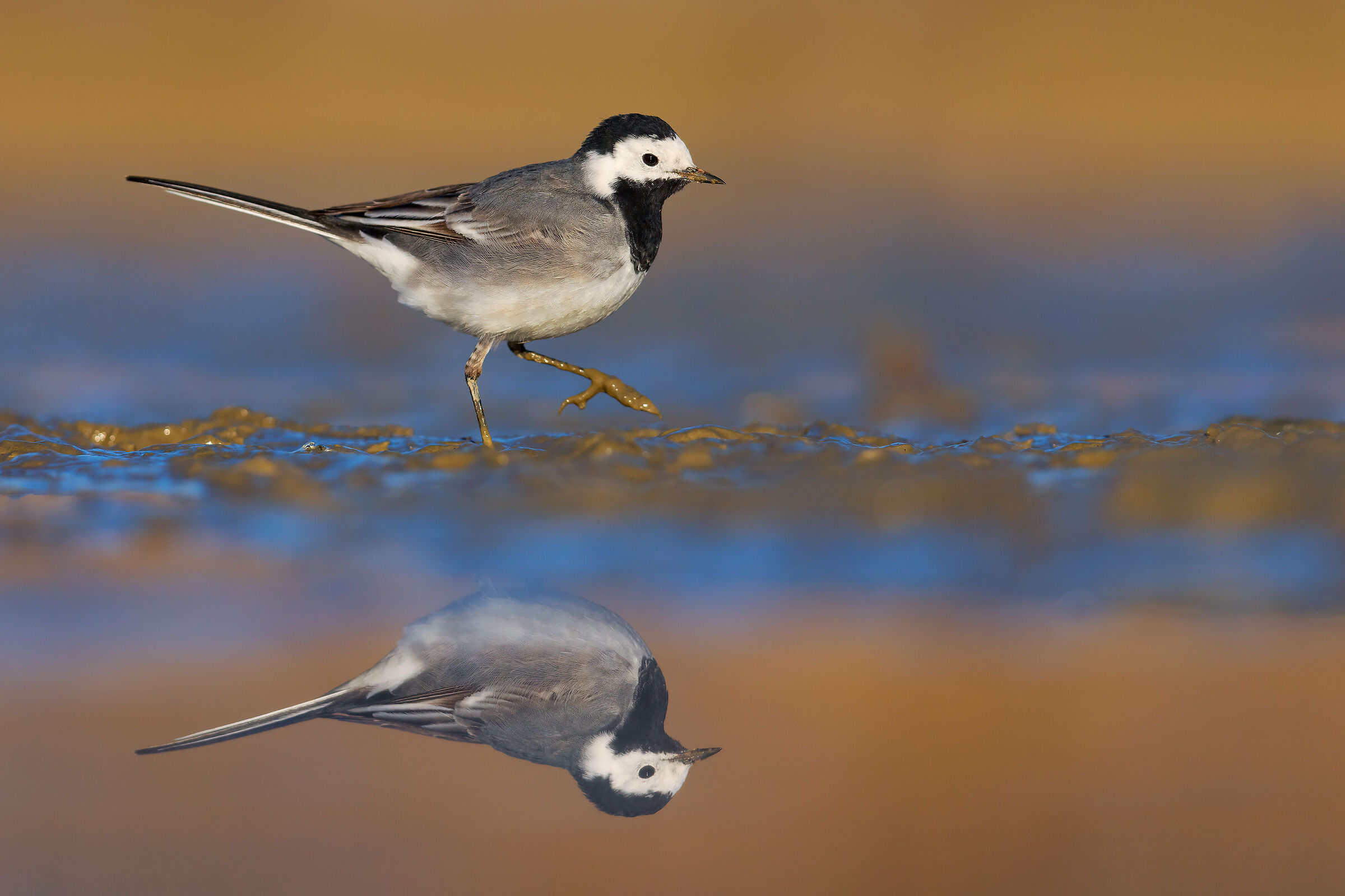 White wagtail