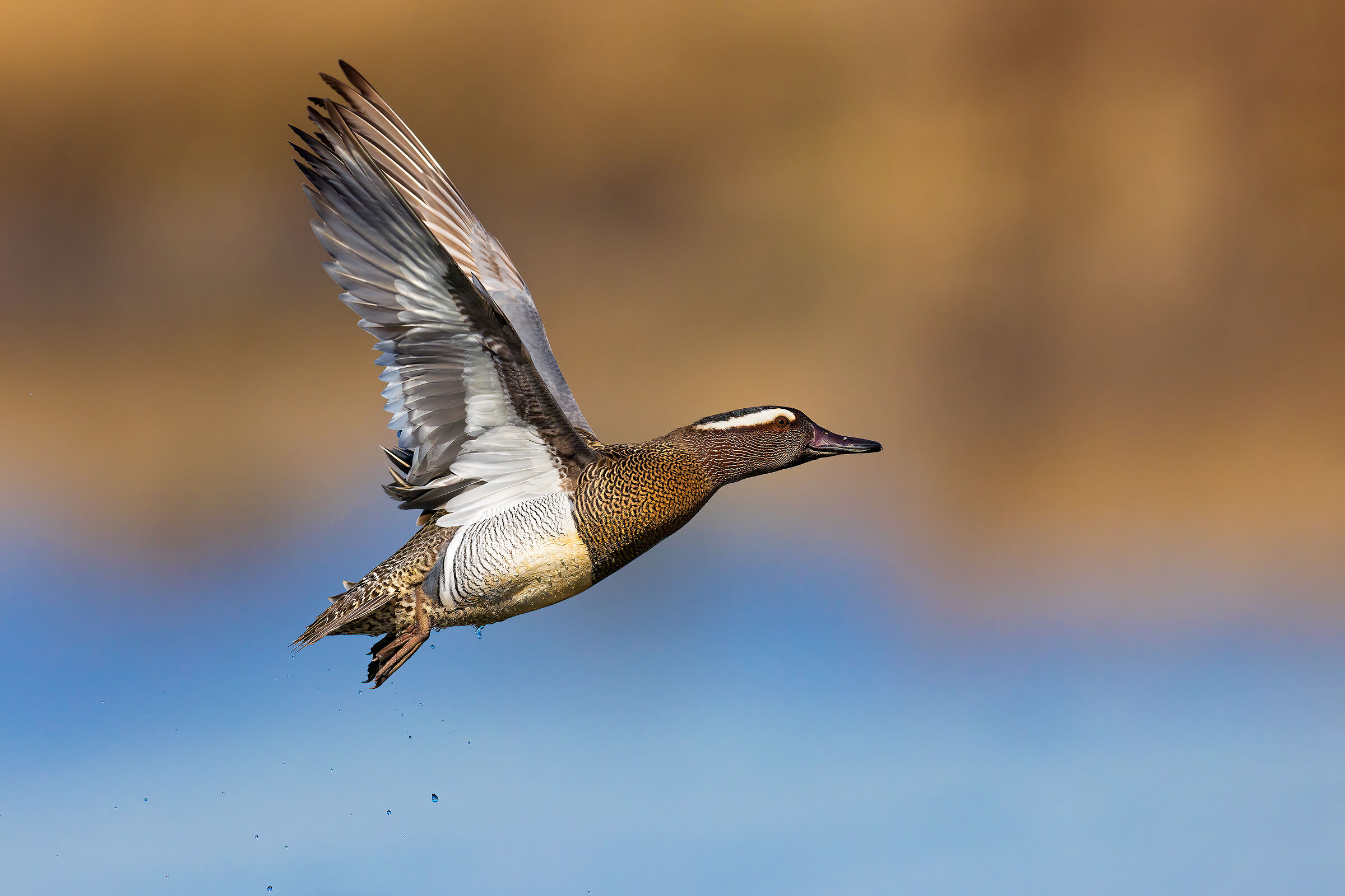 Garganey