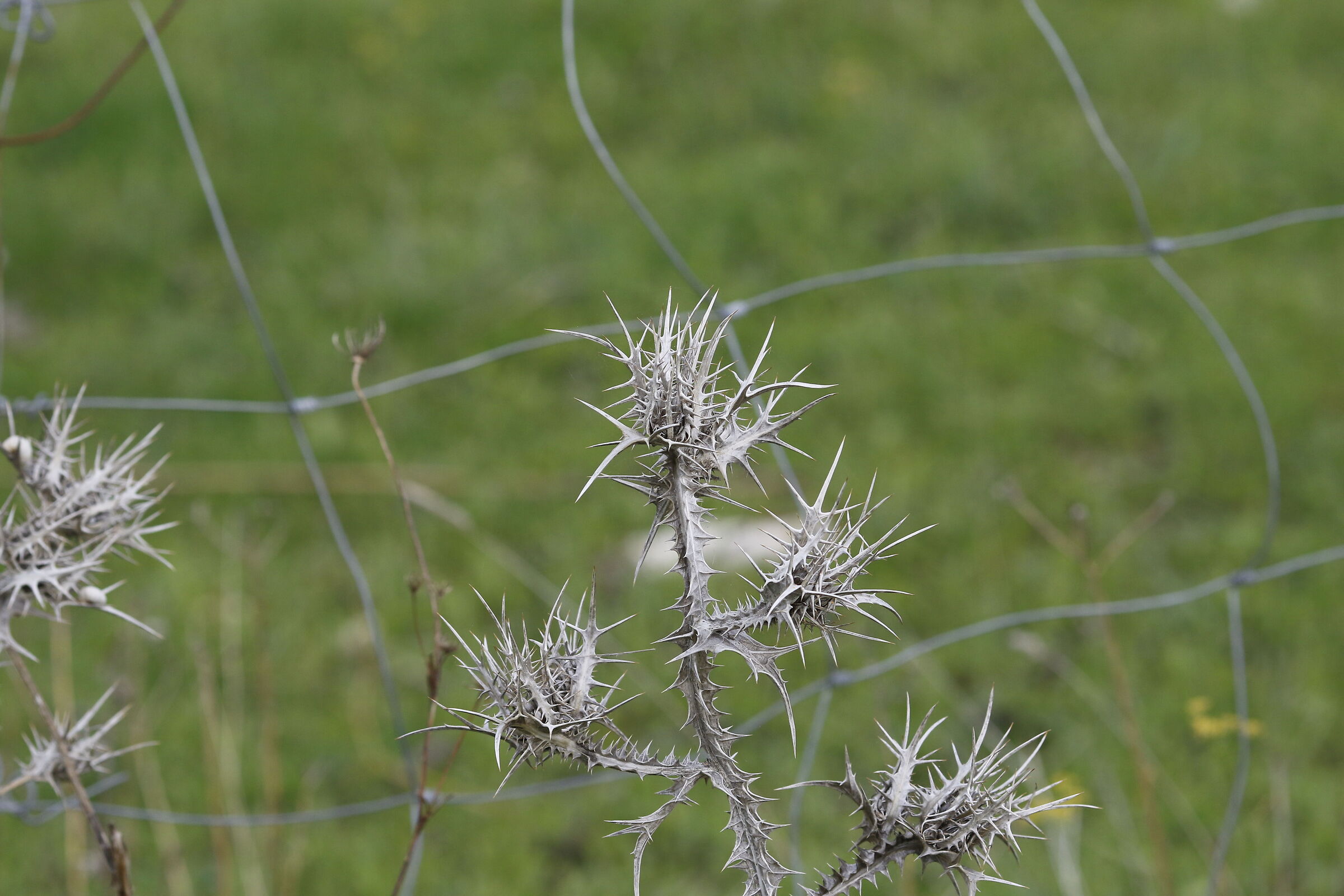 " Crop 216 ", Canon 135 F. 2 L Usm - 7d II