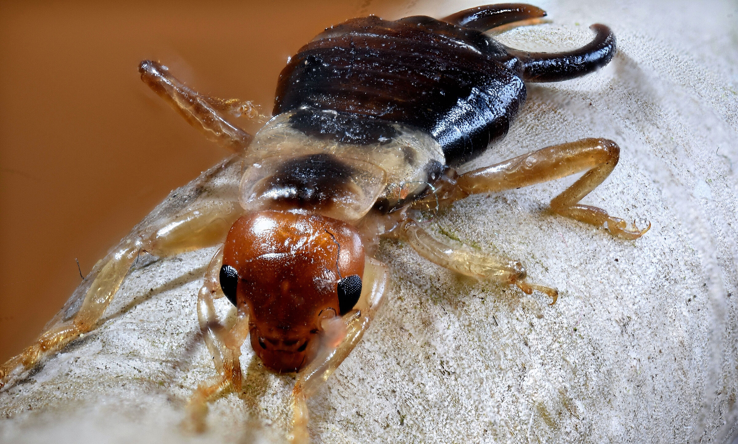 Prova Laowa 2,5-5x super macro