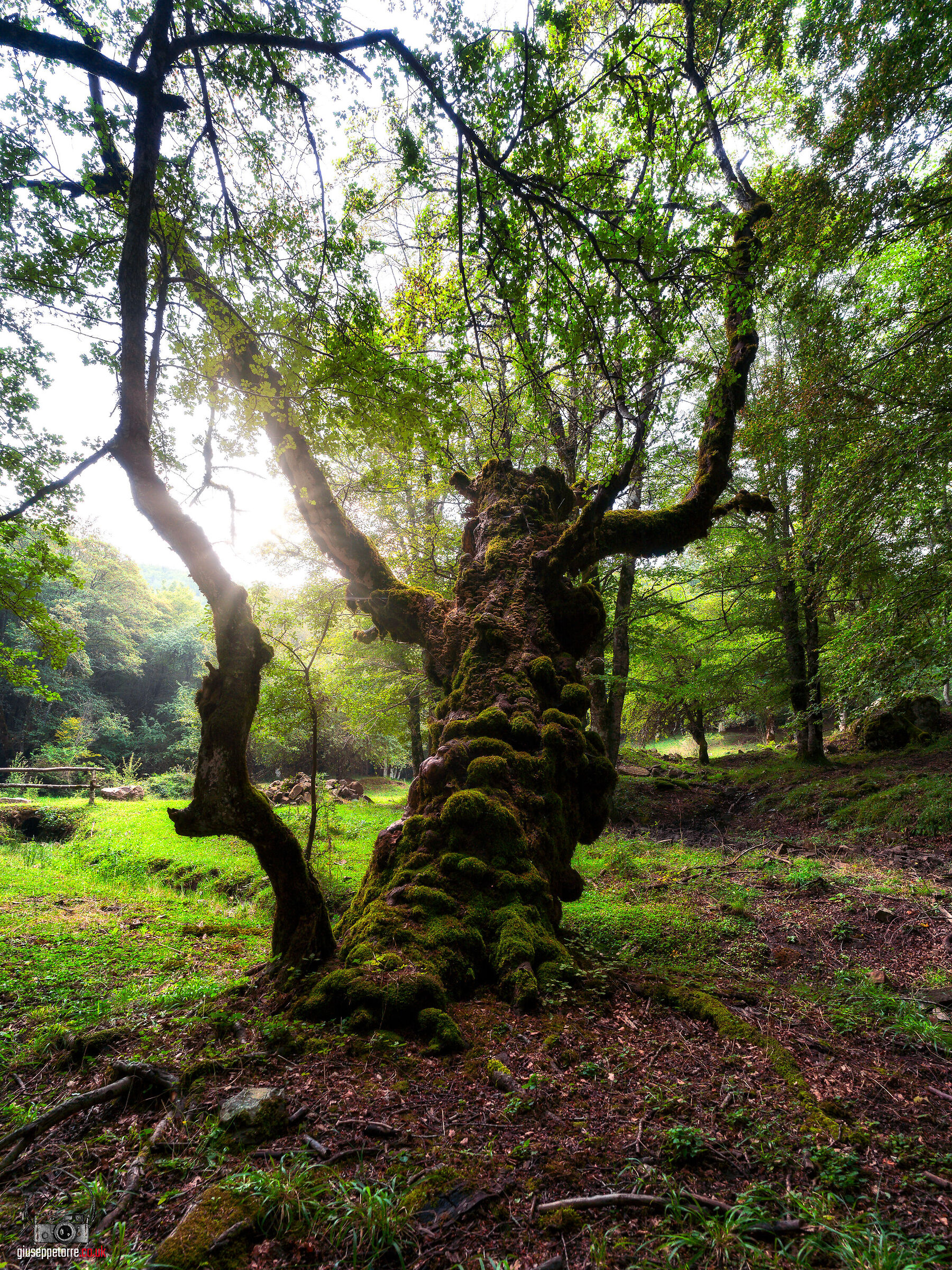 The old man of the Nebrodi