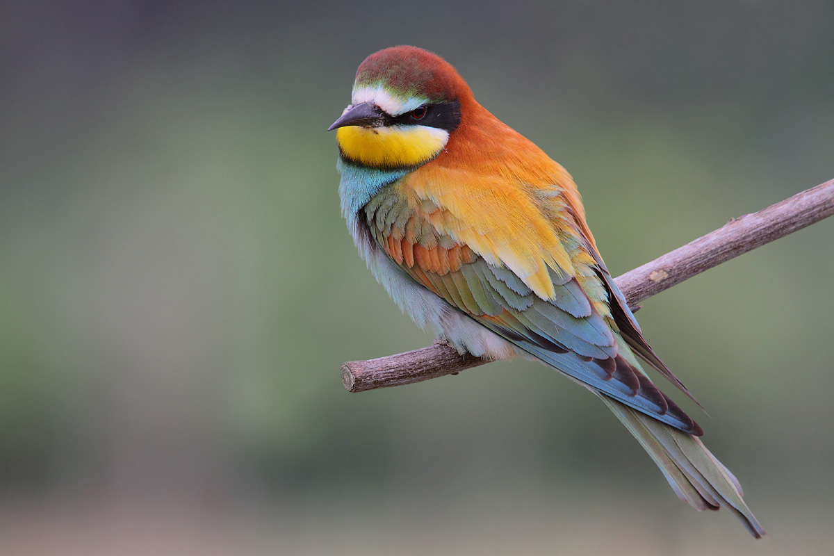 bee-eater