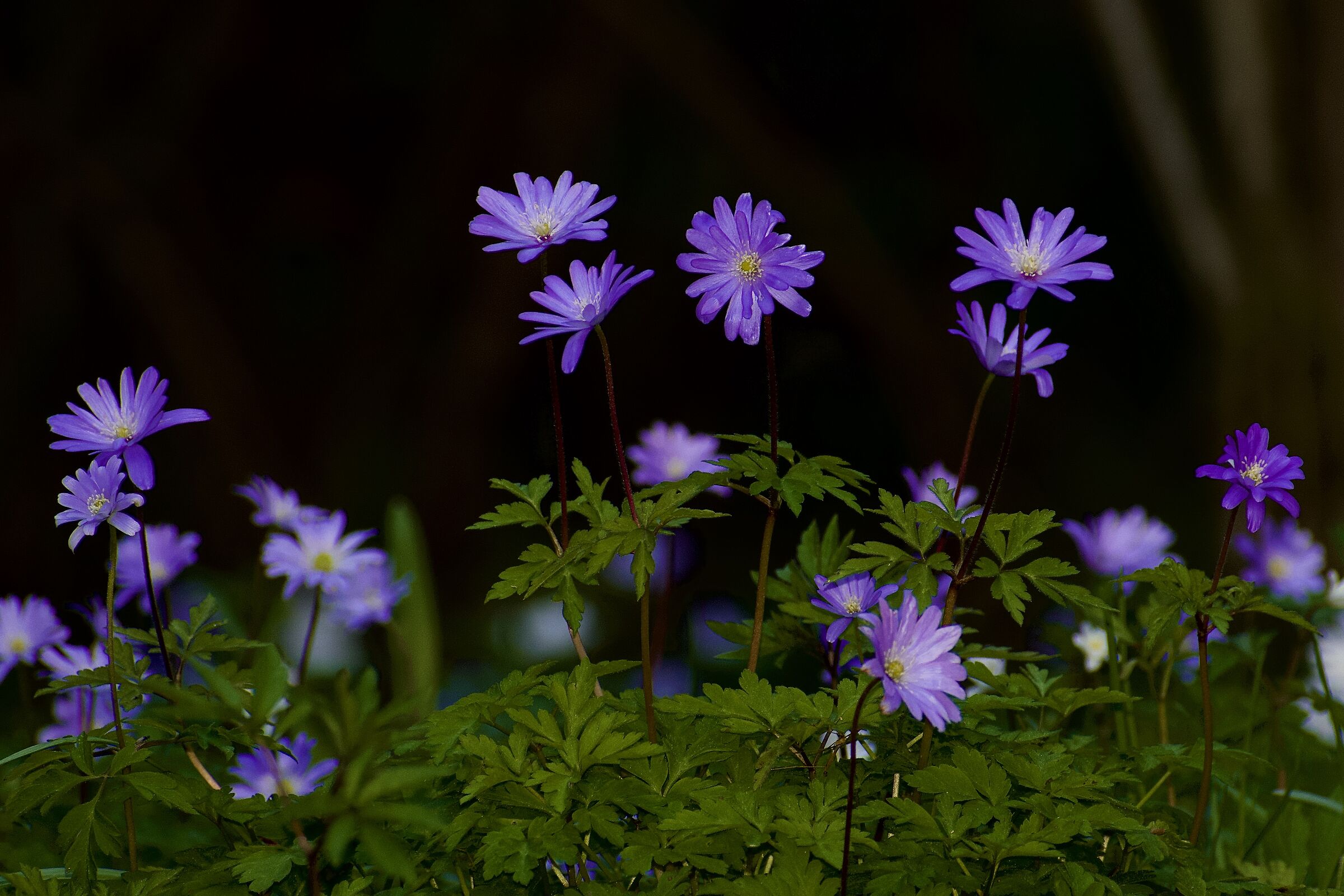 Annuncio di una primavera imminente