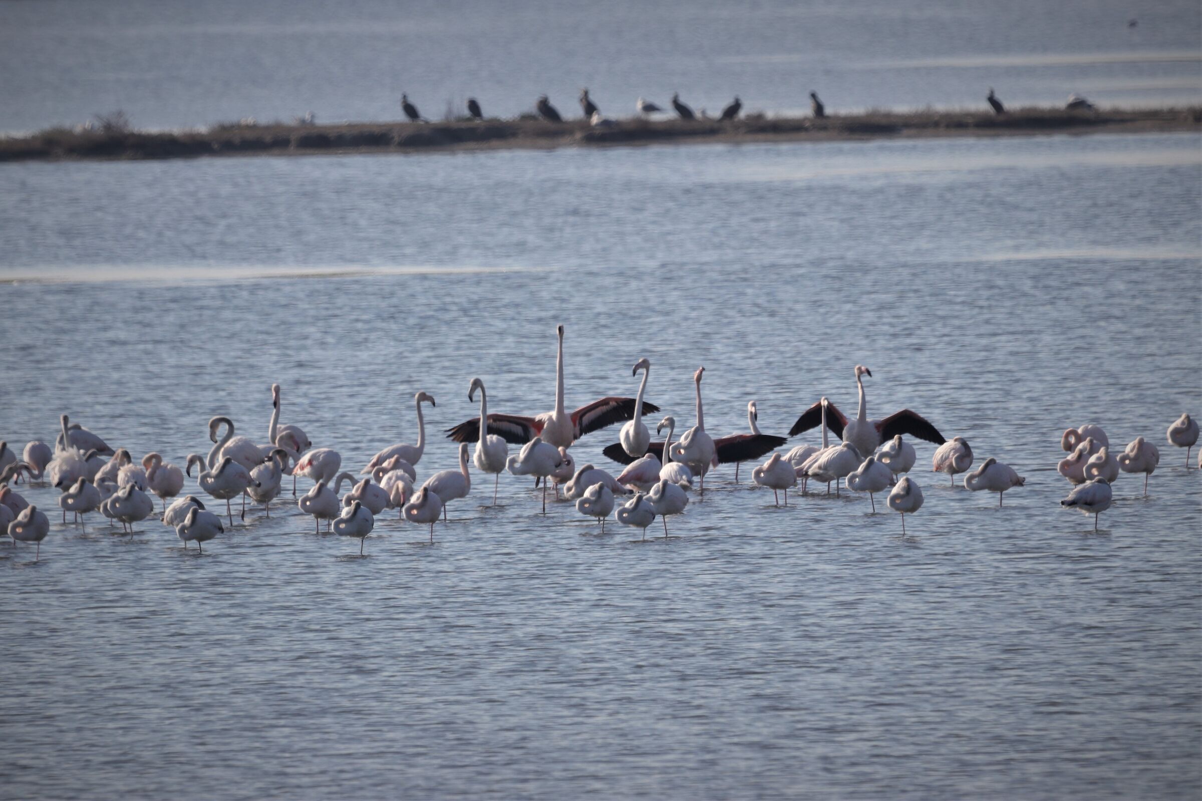 pink flamingos