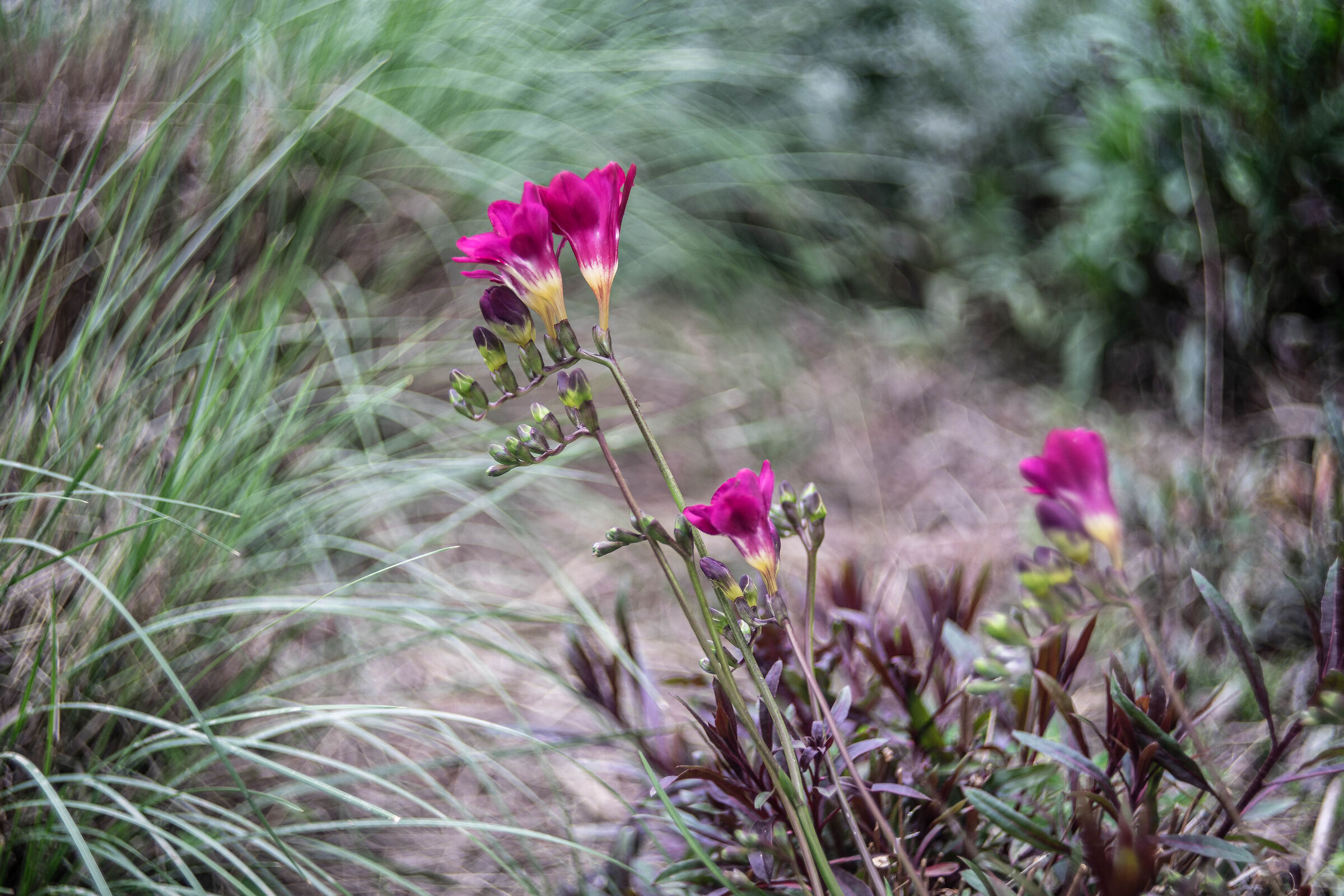 Prime fioriture, primavera in arrivo
