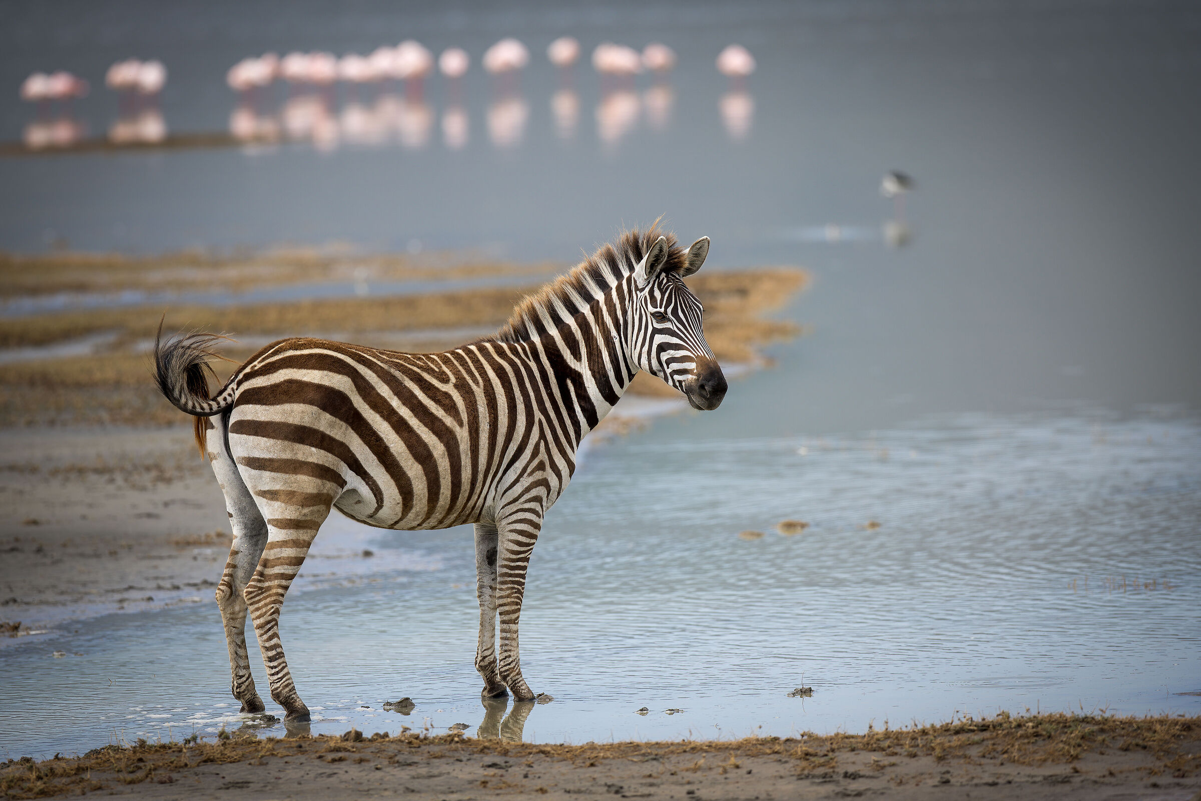 Zebra - Tanzania, Ngorongoro Conservation Area