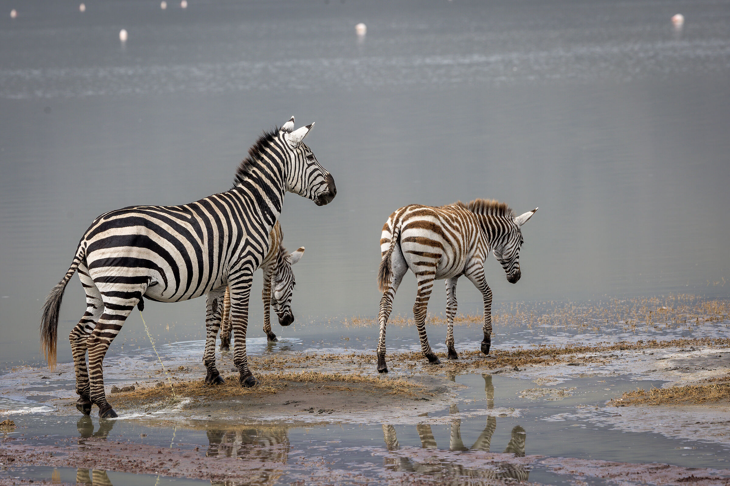 Zebra - Tanzania, Ngorongoro Conservation Area