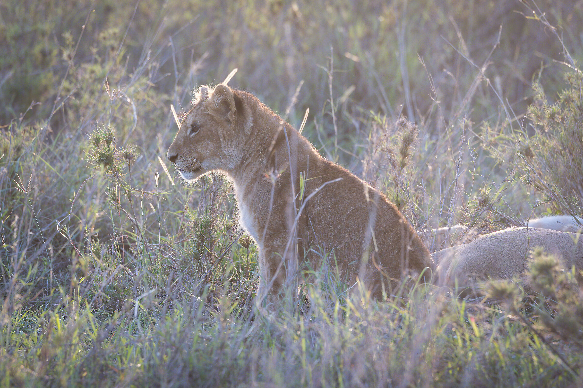 Lion cub - Tanzania, Tarangire N