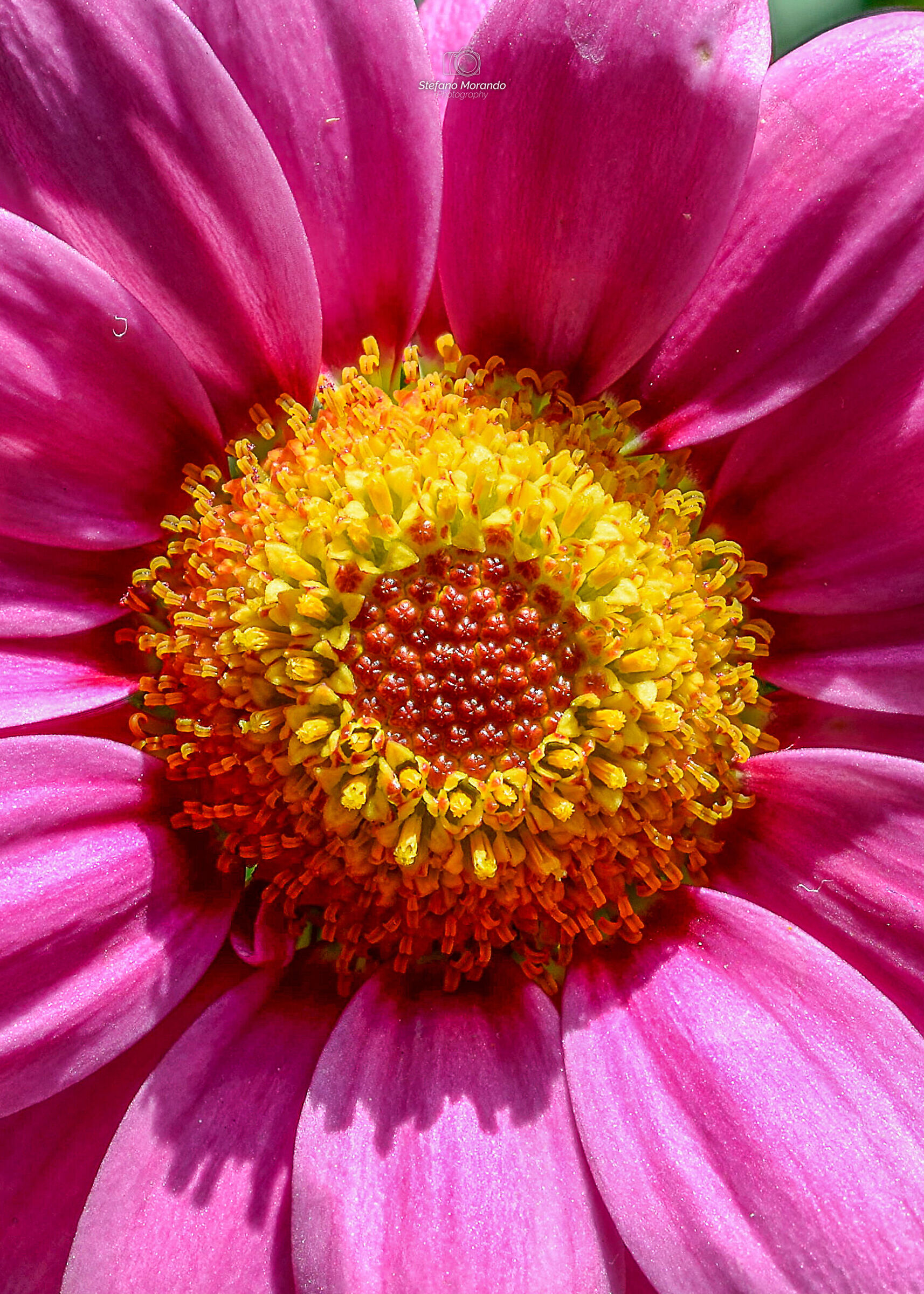 Inside a daisy