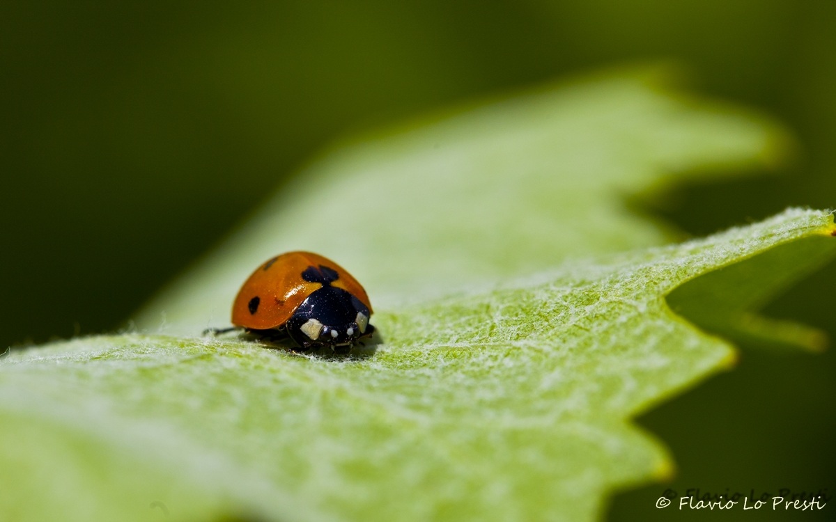 Ladybug