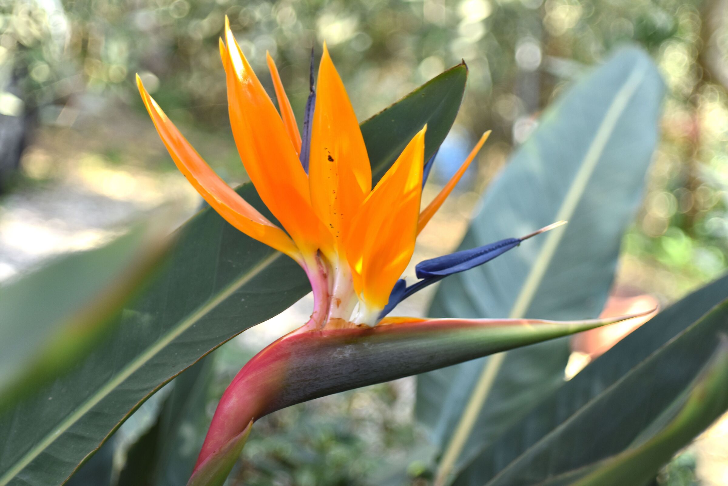 Strelitzia reginae - plant camouflage