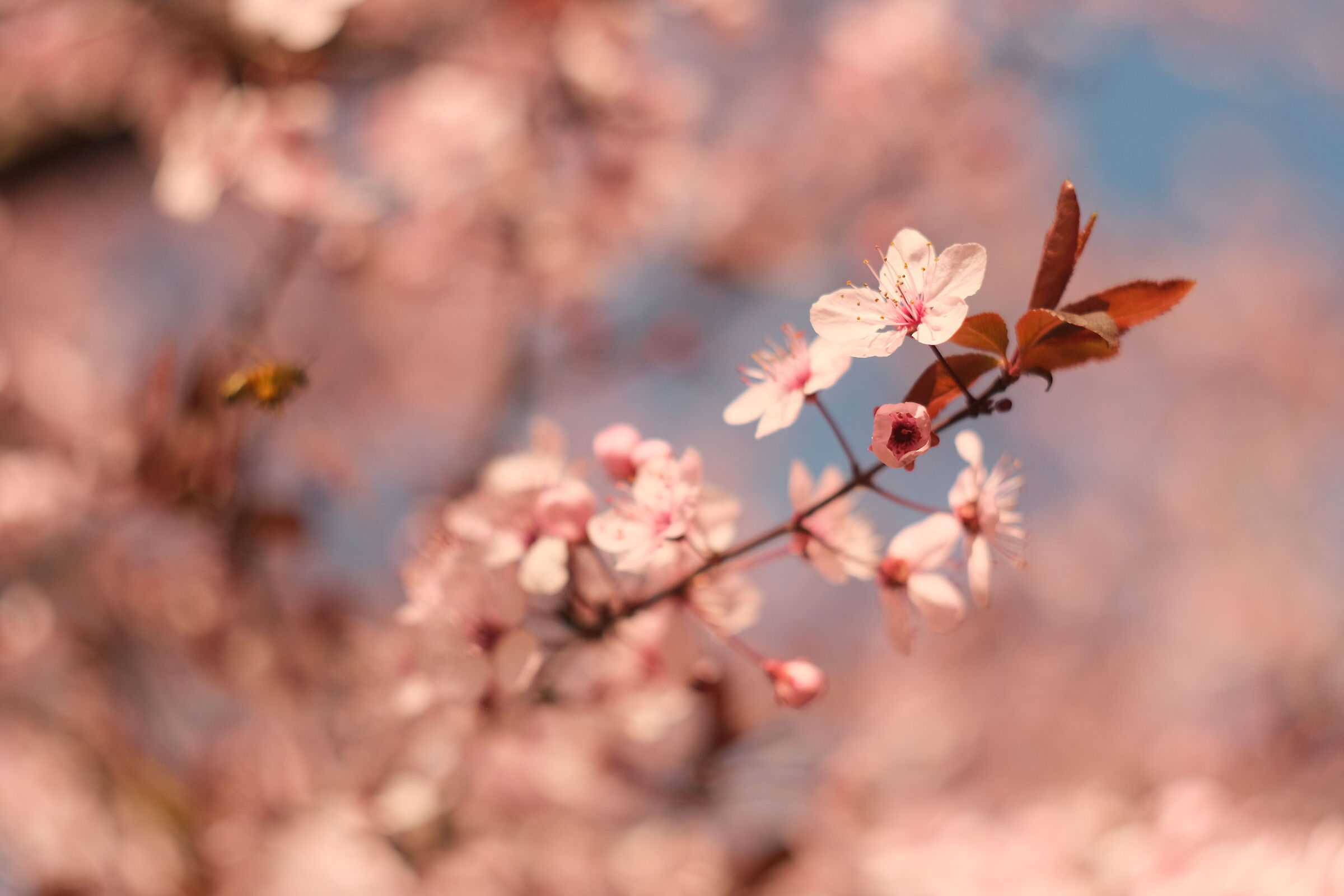 Una nuova primavera