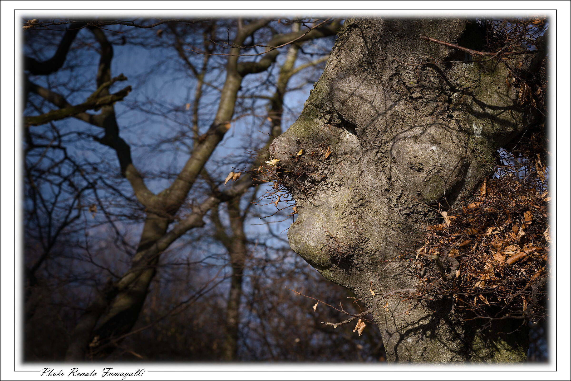 The spirit of the forest