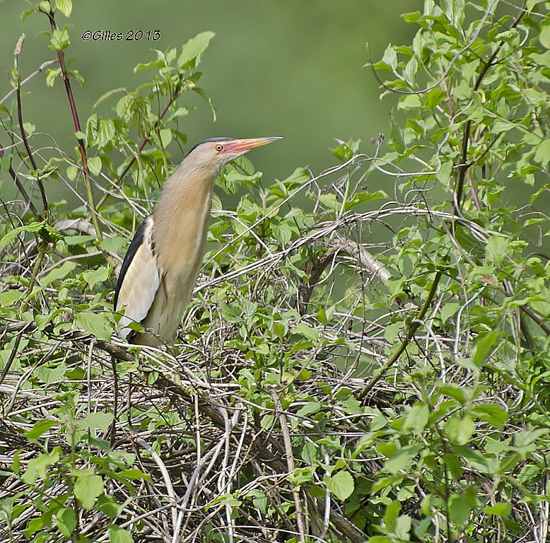 Tarabusino (Lxobrychus minutus)