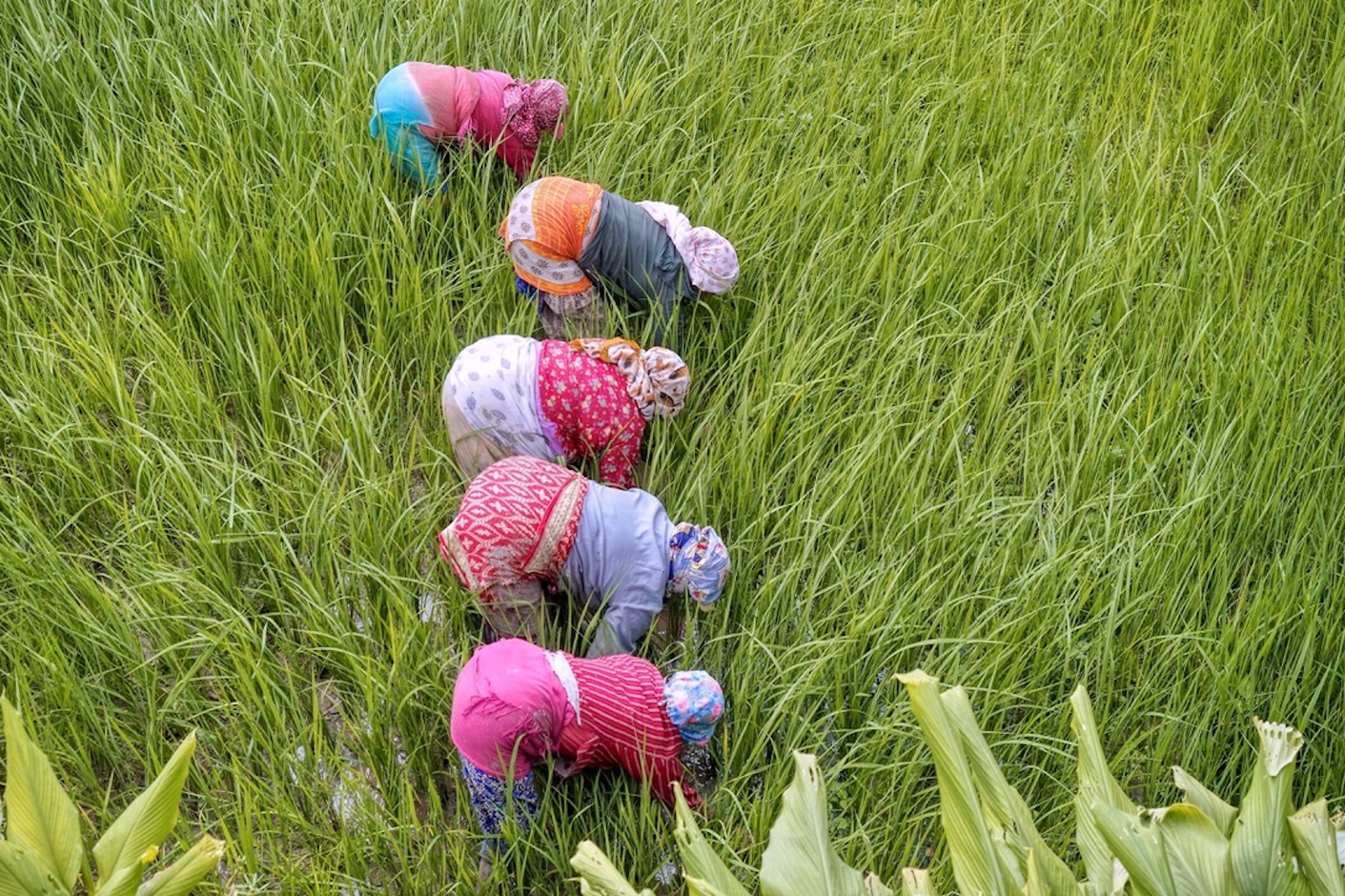 Donne nepalesi in risaia