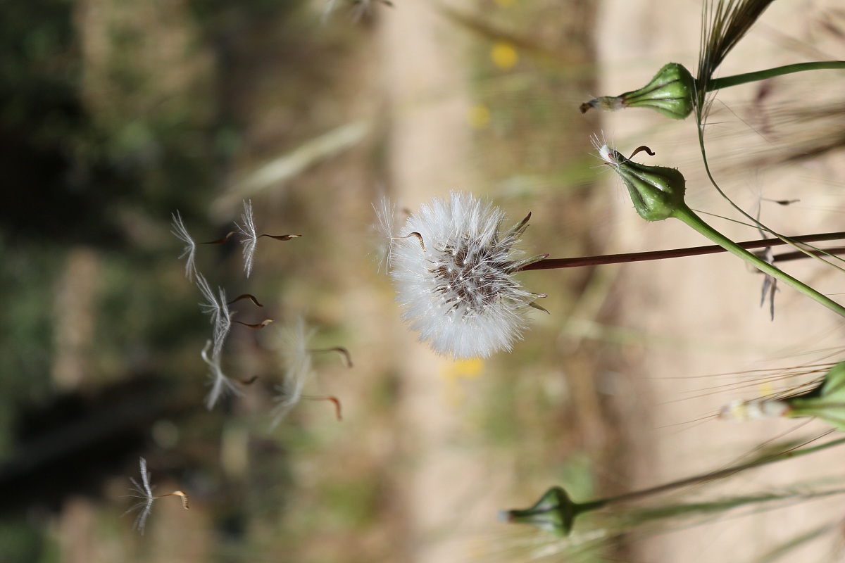 Gone with the wind ....