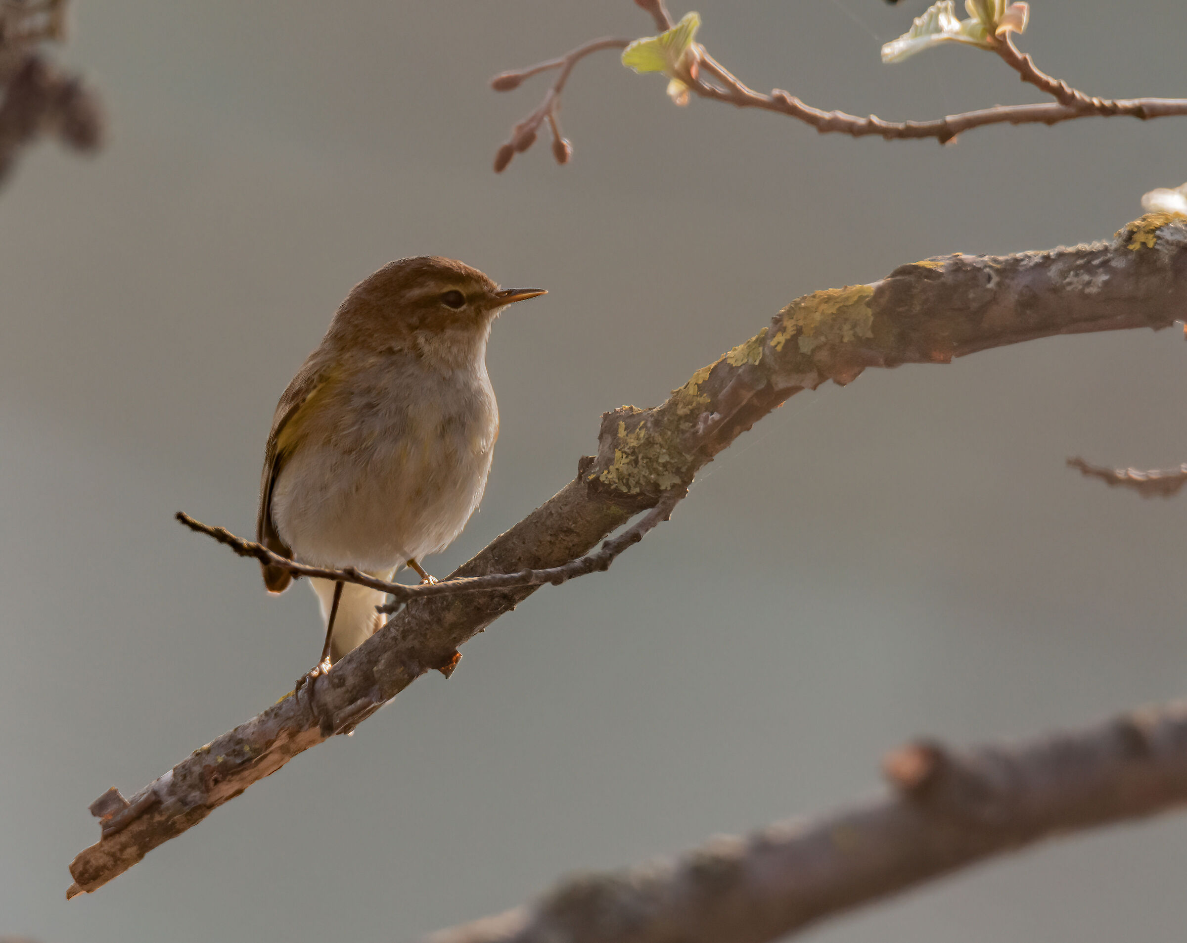 Chiffchaff