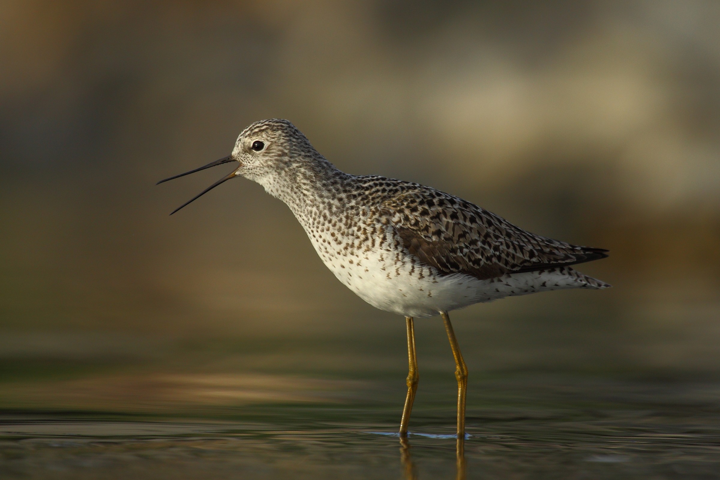 Il canto dell'albastrello