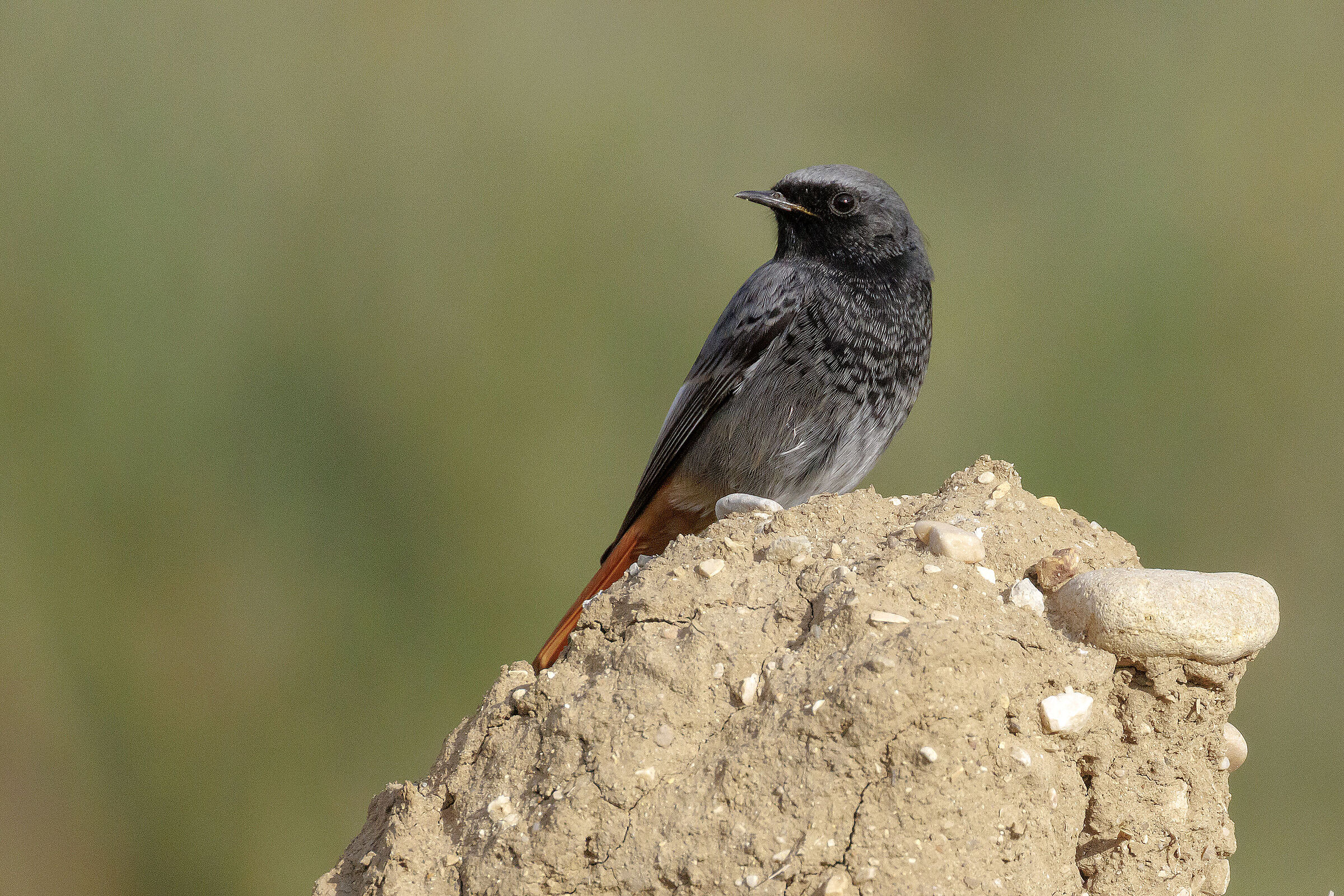 Redstart M