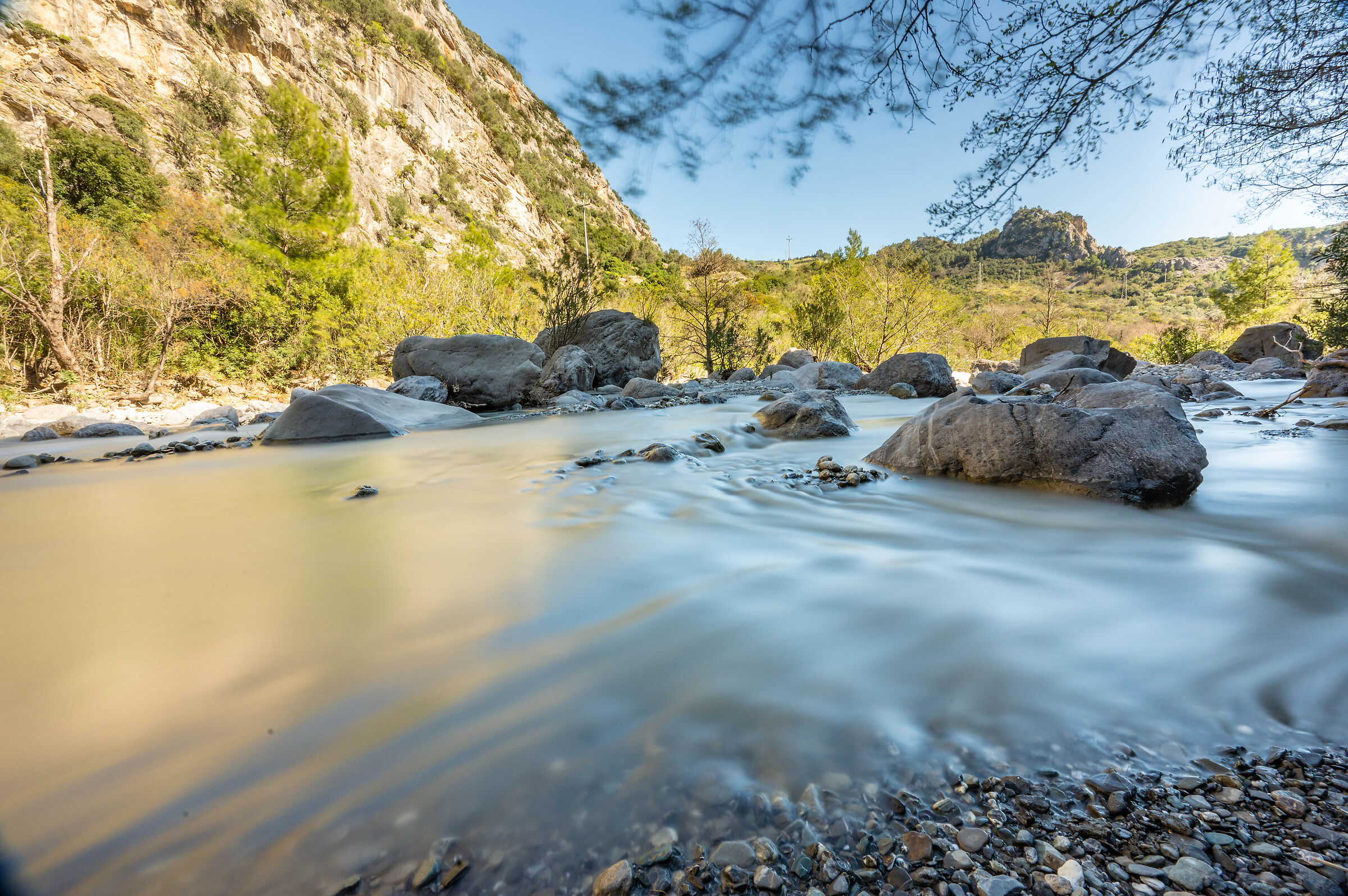 pollino