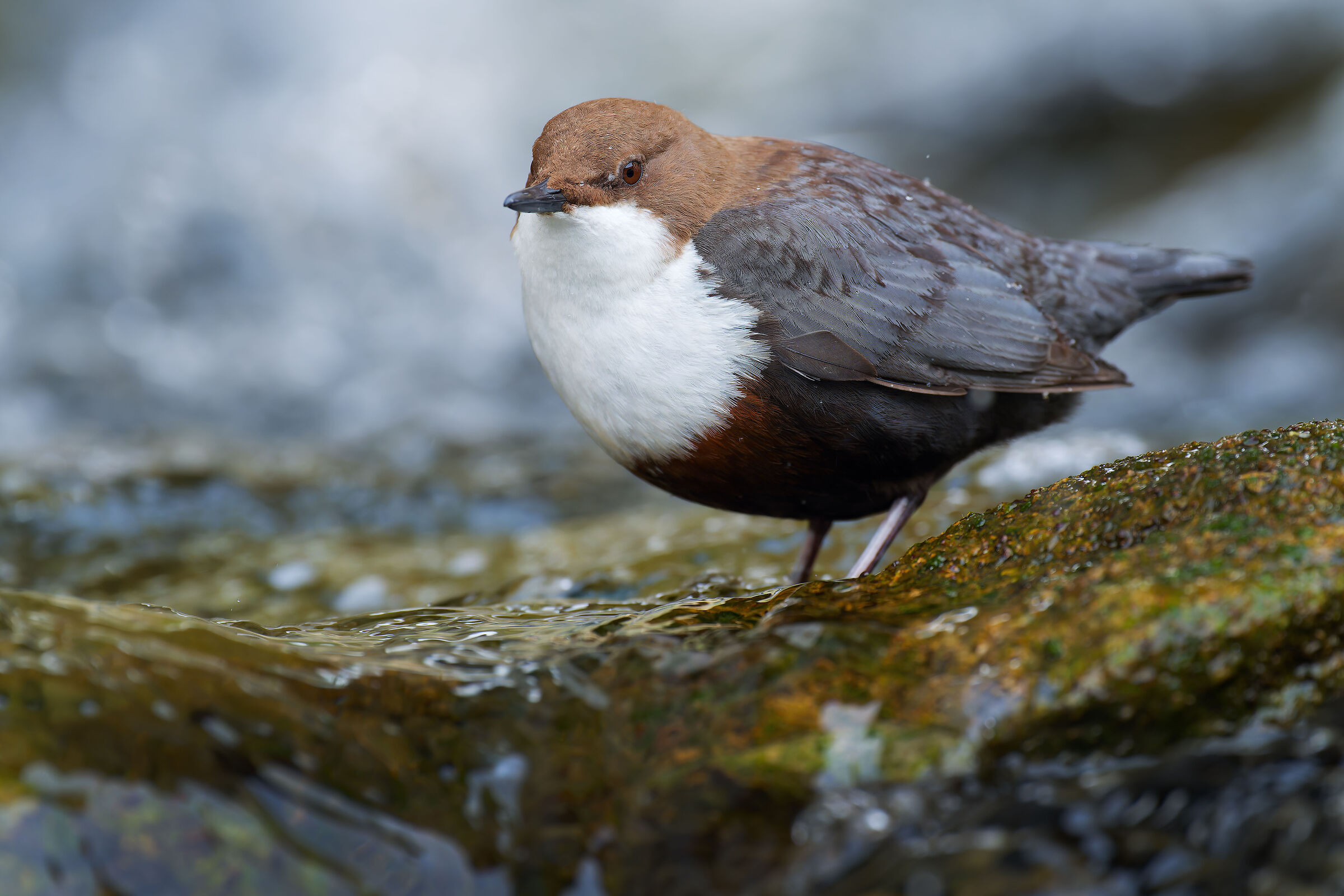 WHITE-THROATED DIPPER