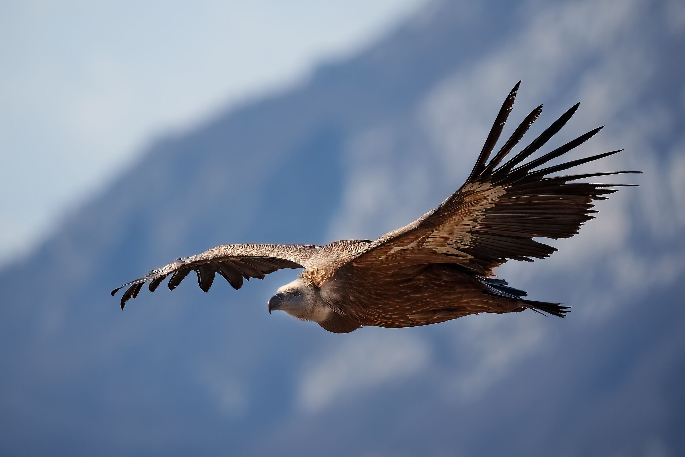 Griffon in flight 2023