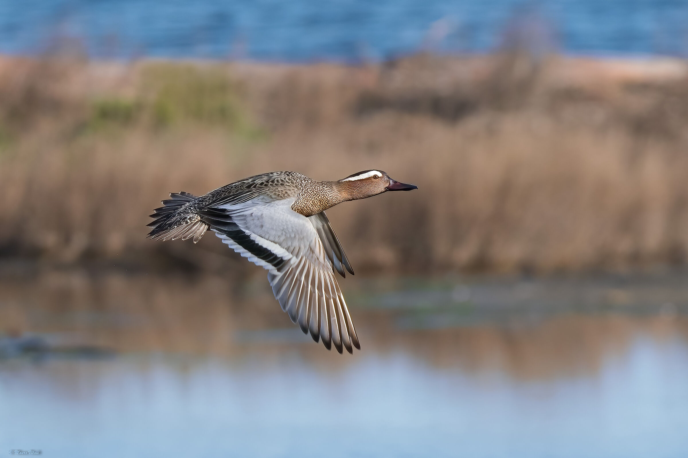 Garganey (Anas querquedula)