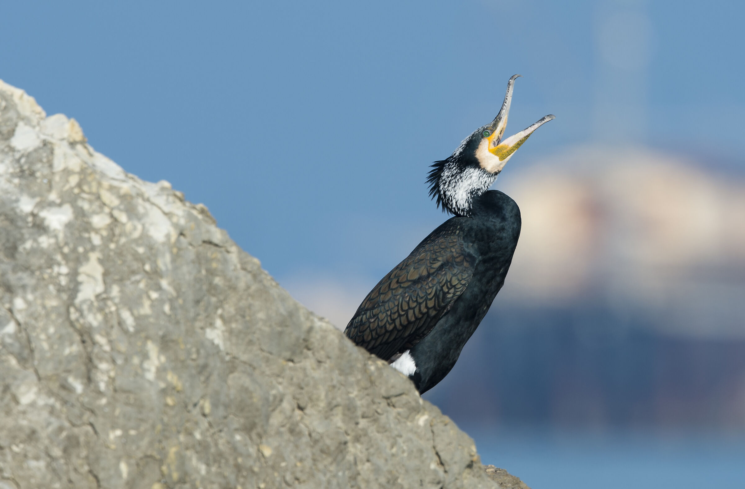 Cormorant 1