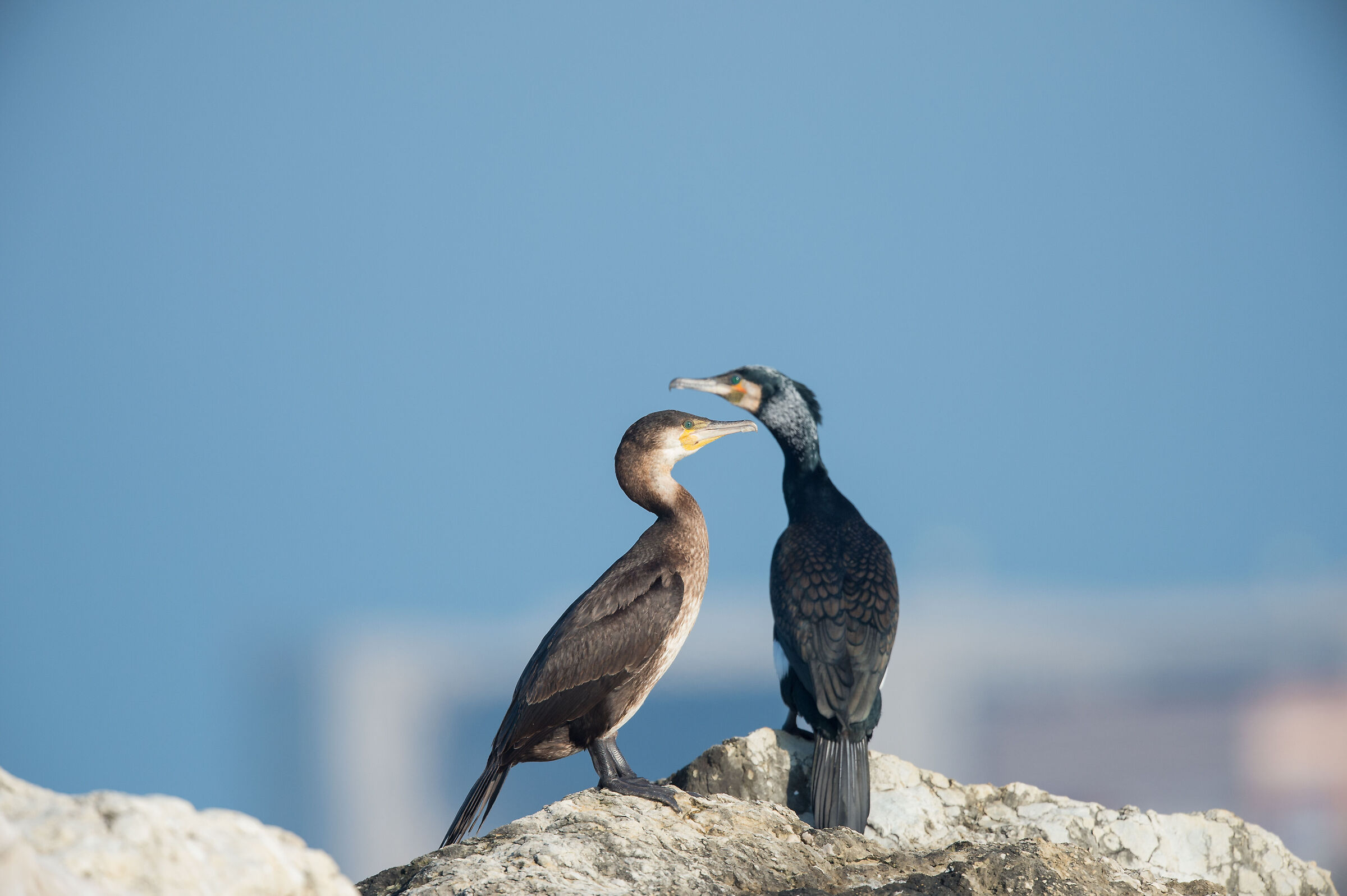 Cormorant 2