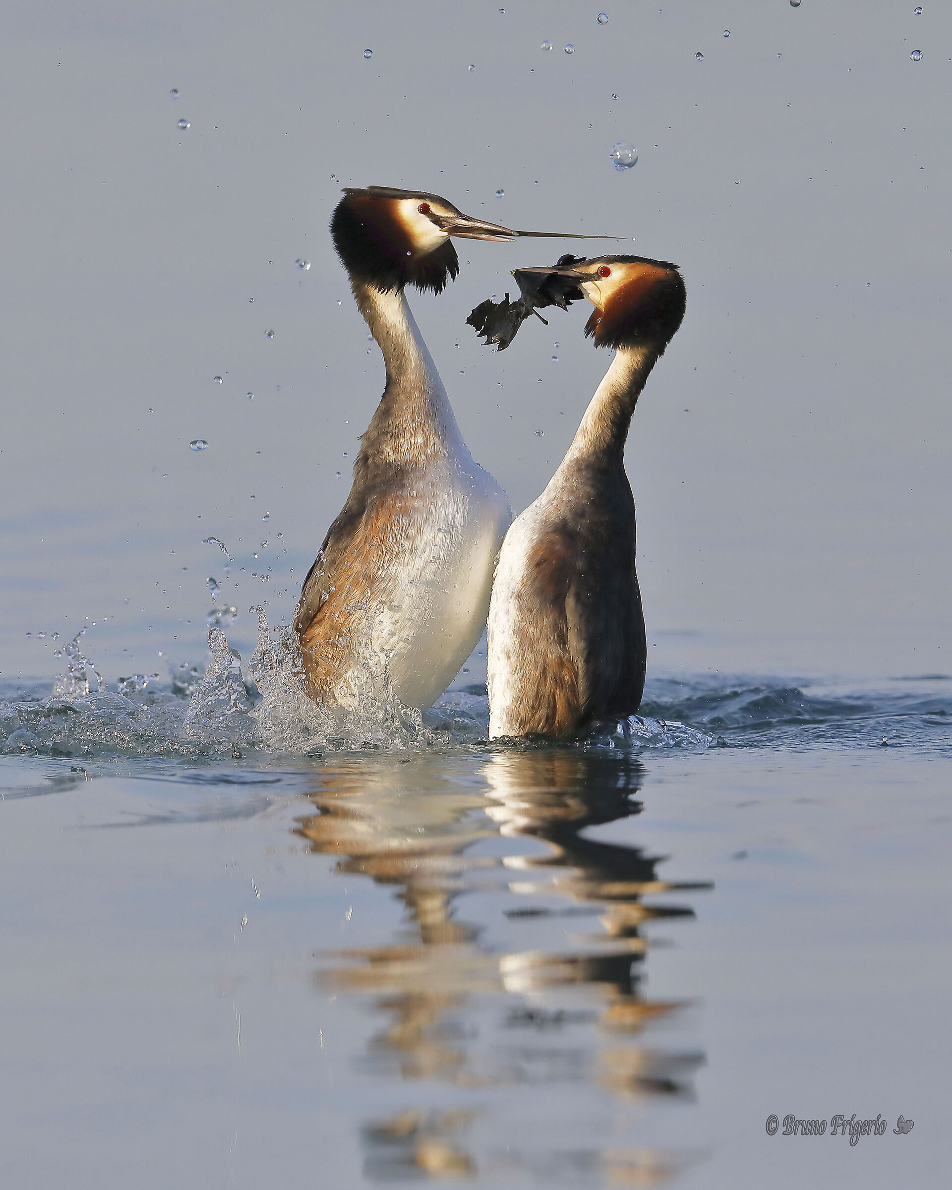 sono iniziate le danze svassi