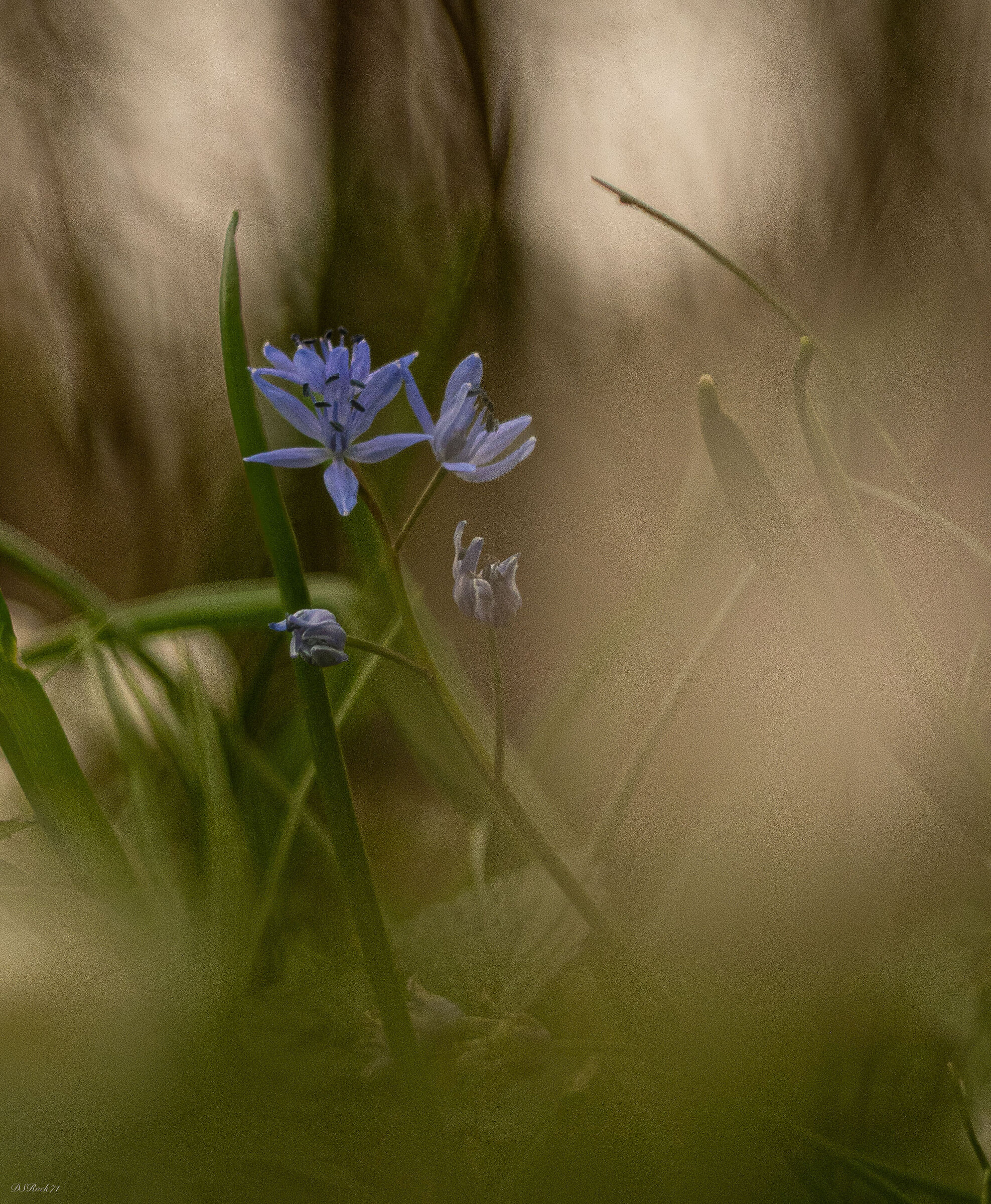 Scilla Bifolia