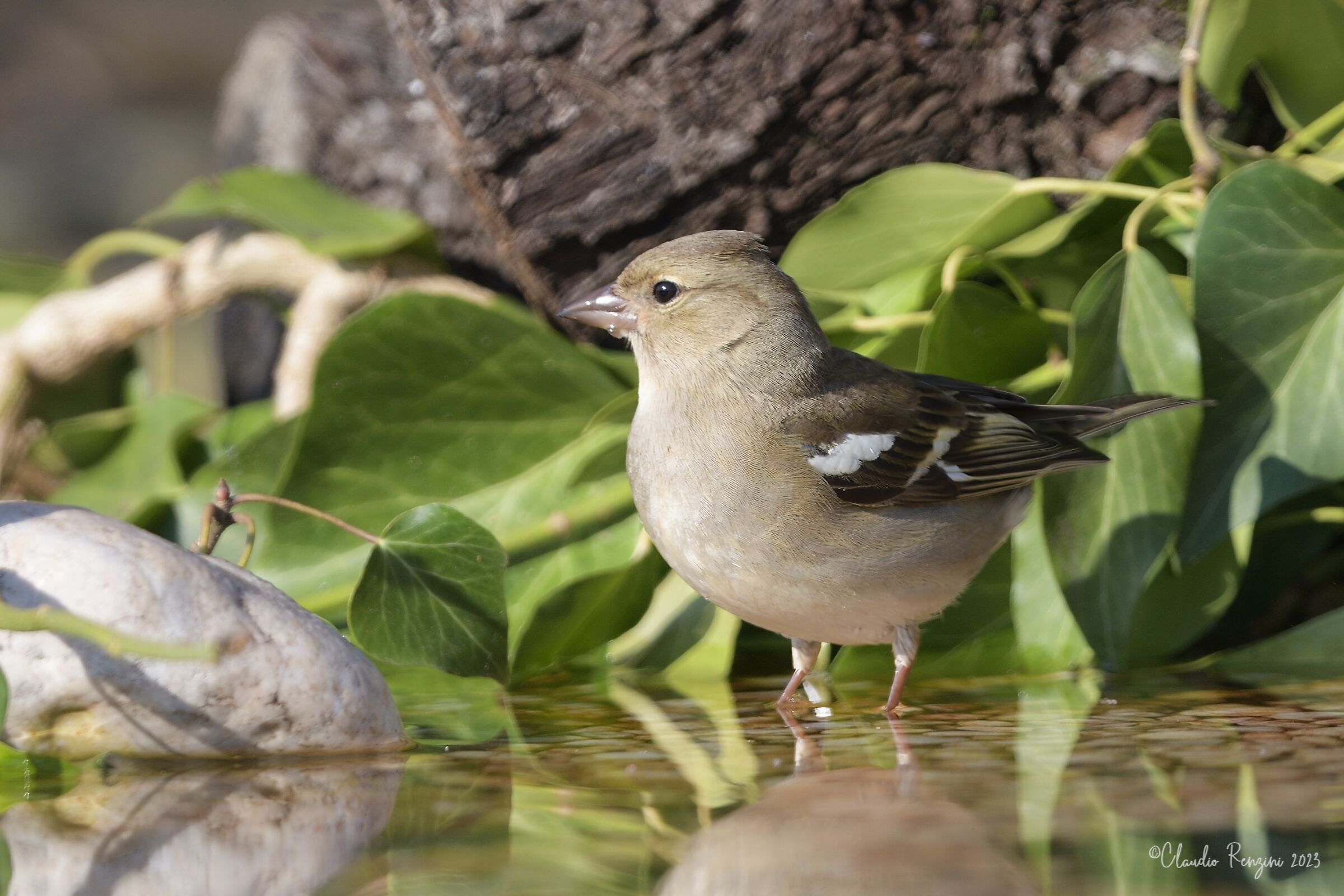 finch at the bath